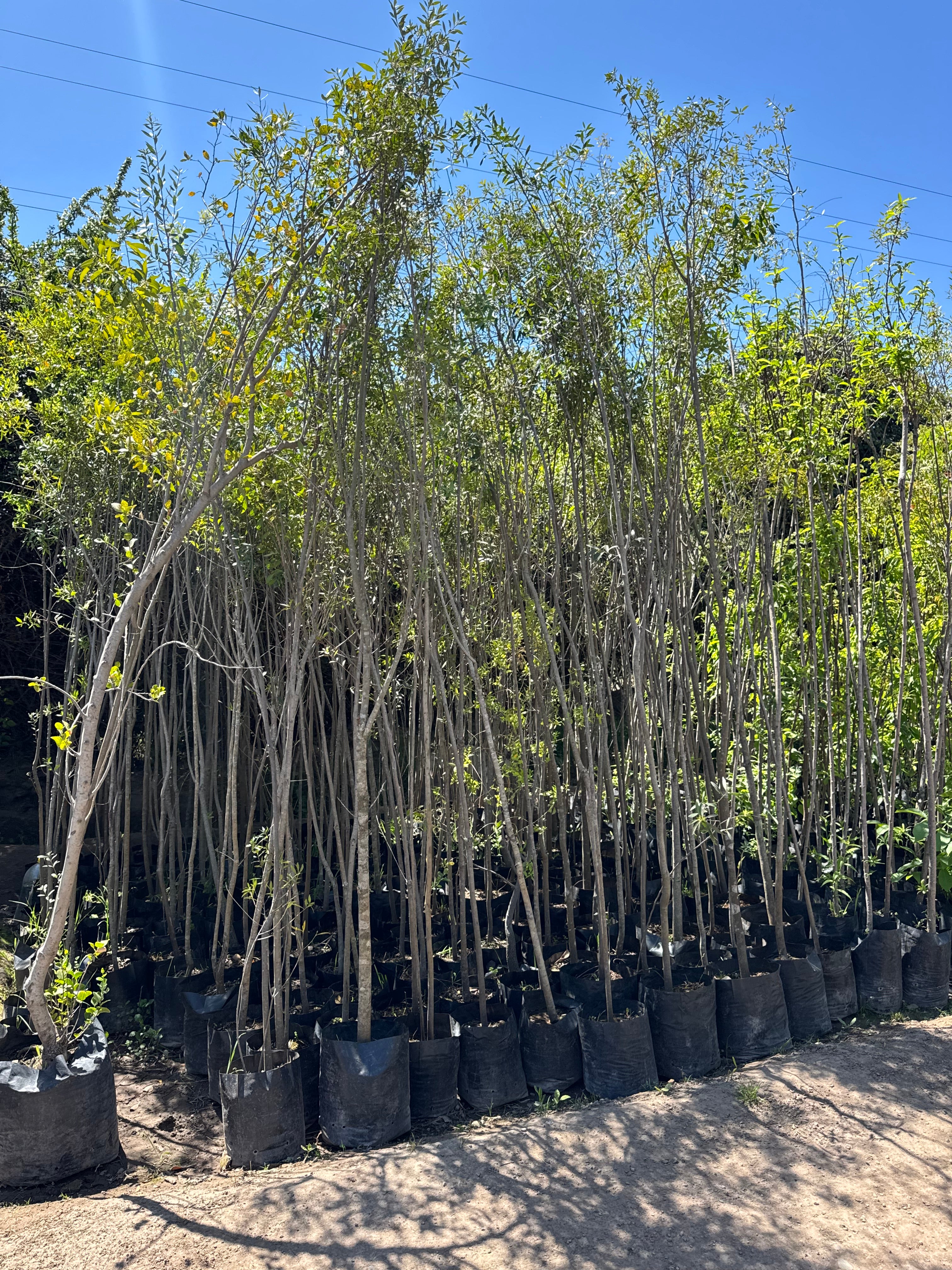 Maitén (Maytenus boaria)