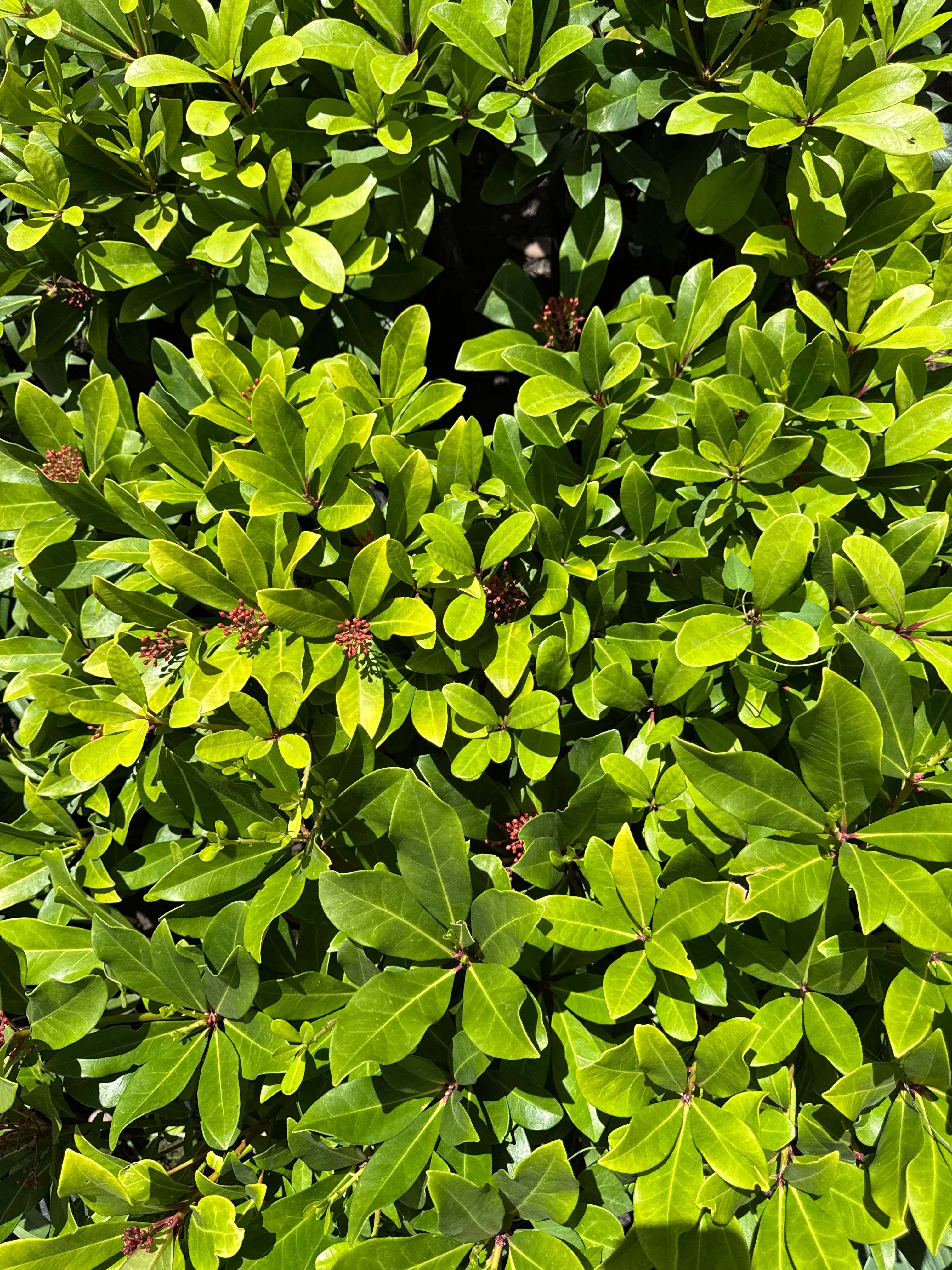 Skimmia Japonica