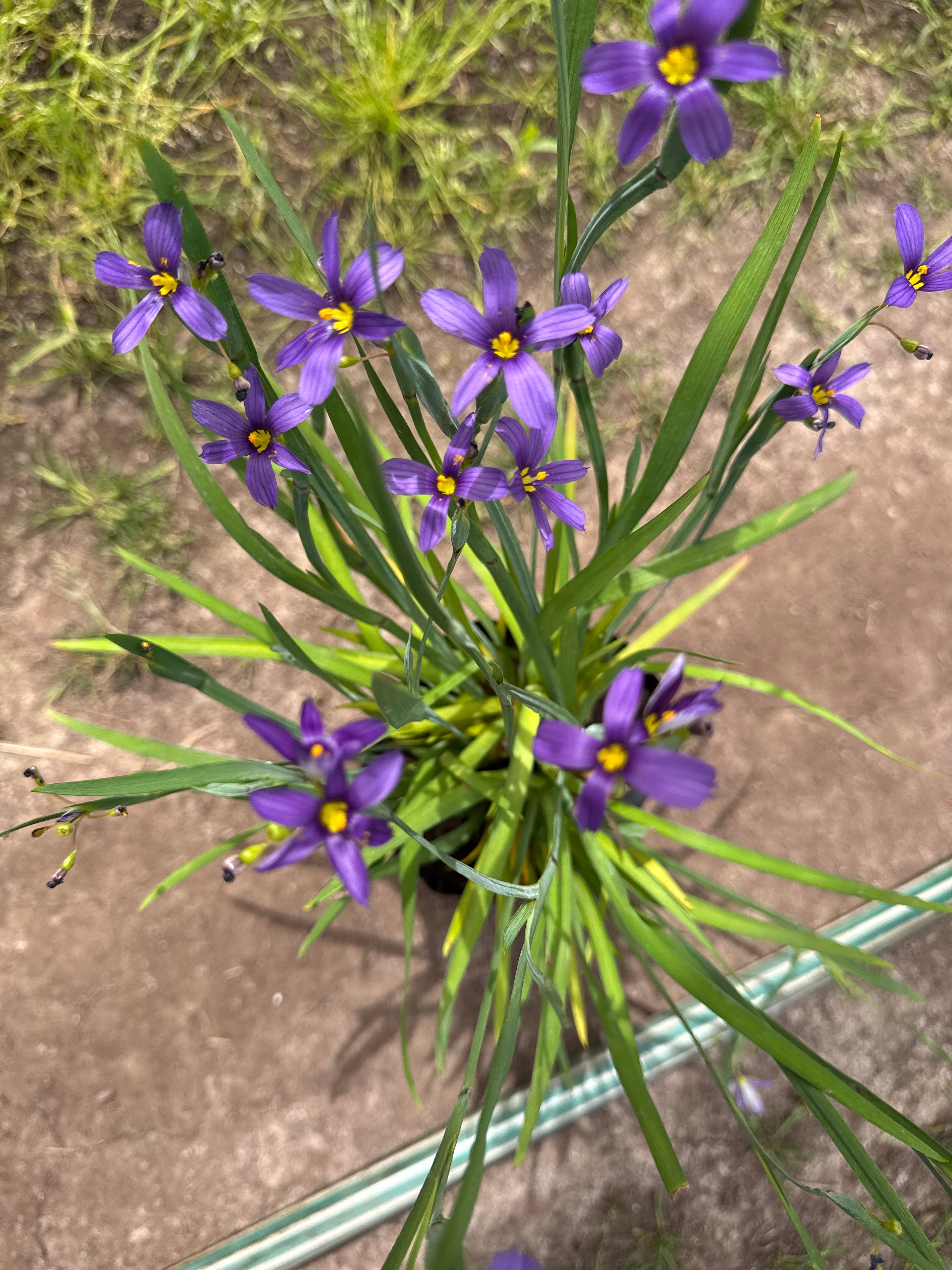 Sisyrinchium