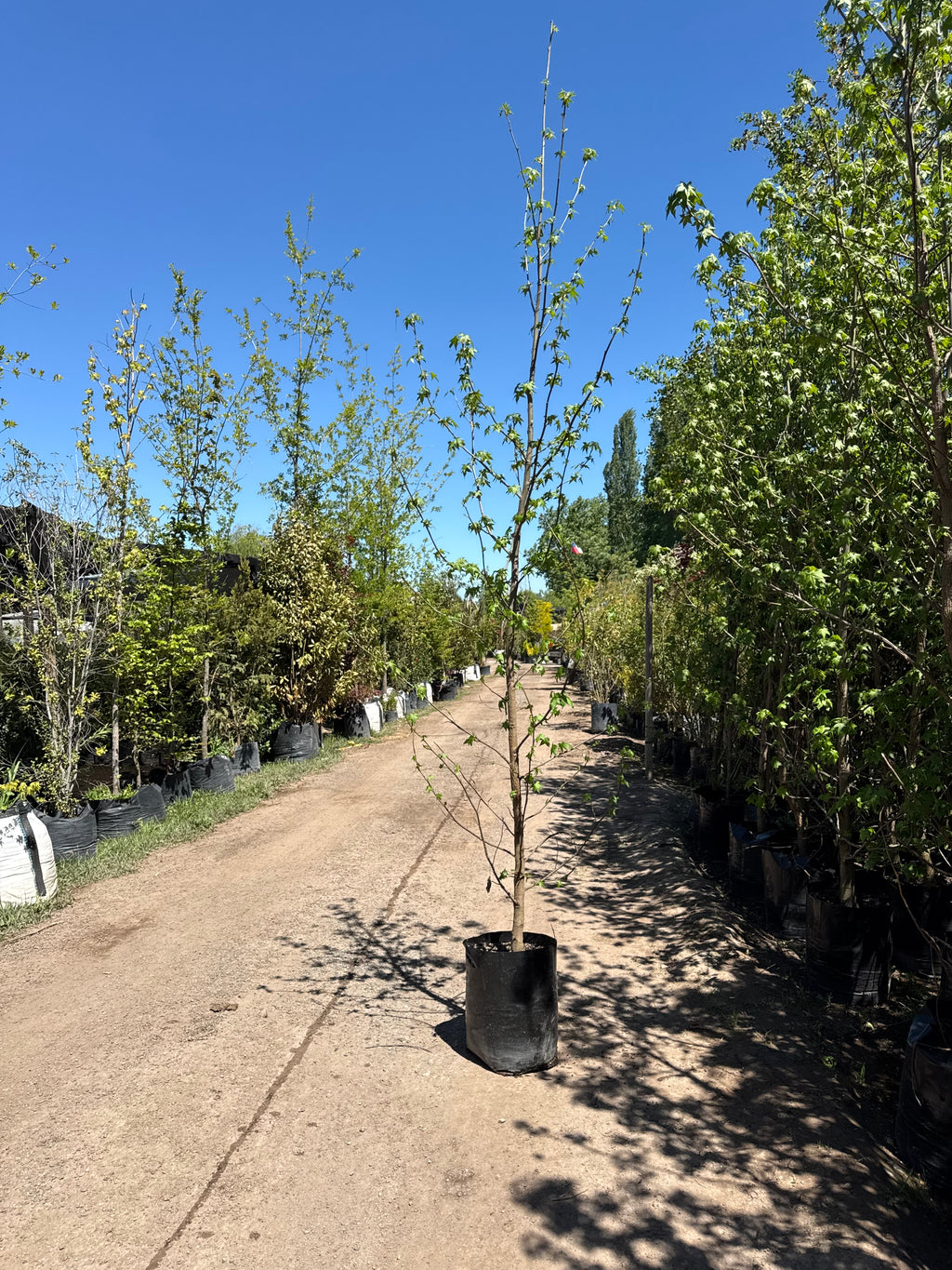 Liquidámbar (Mediano)