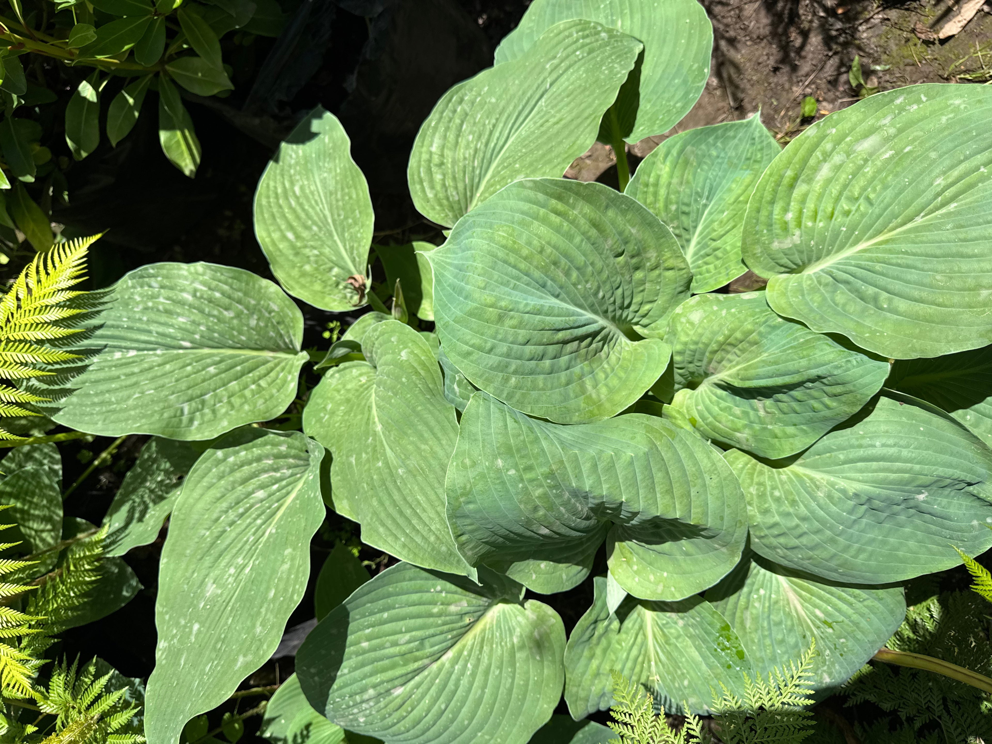Hosta