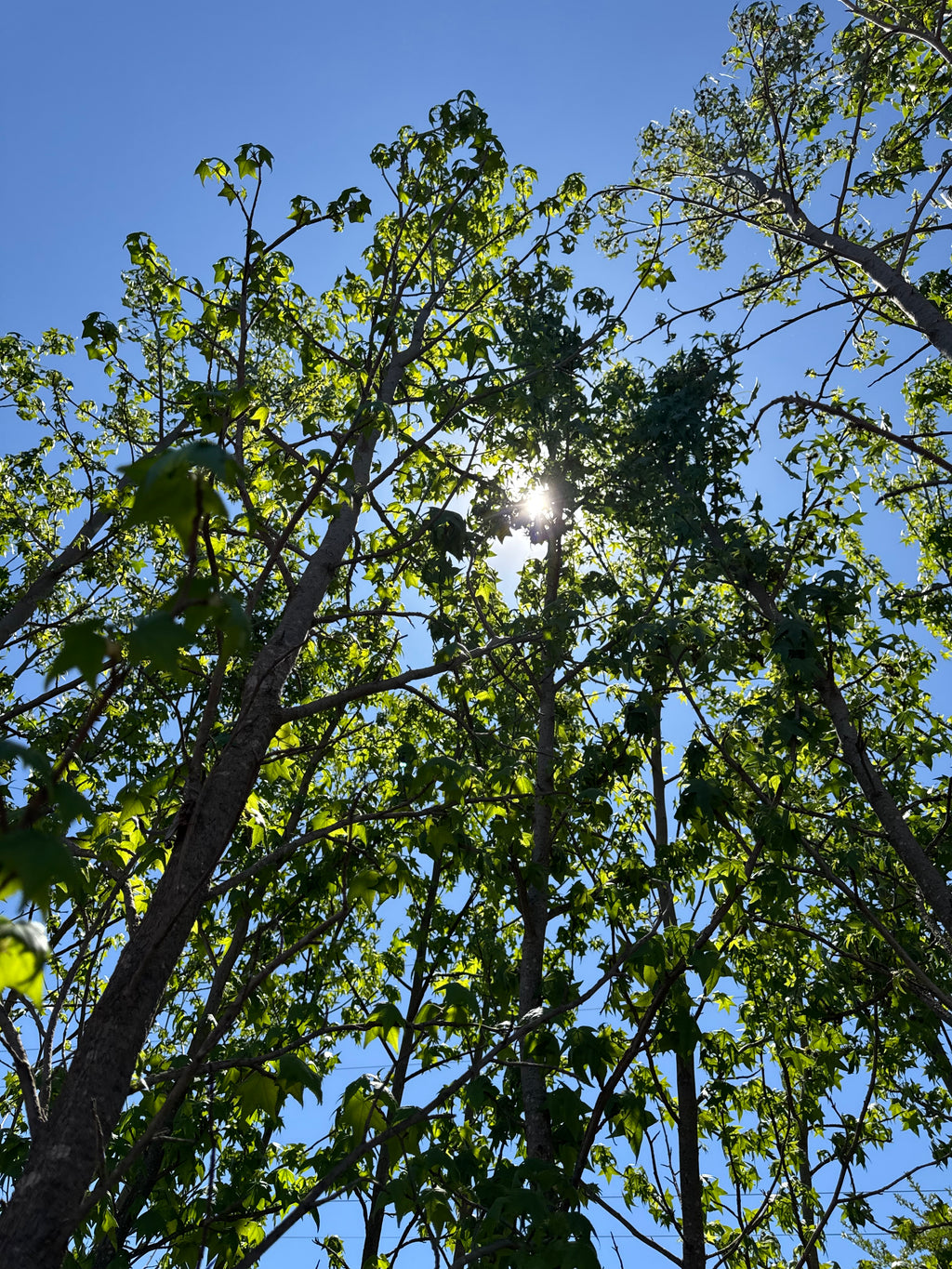 Liquidámbar (Grandes)