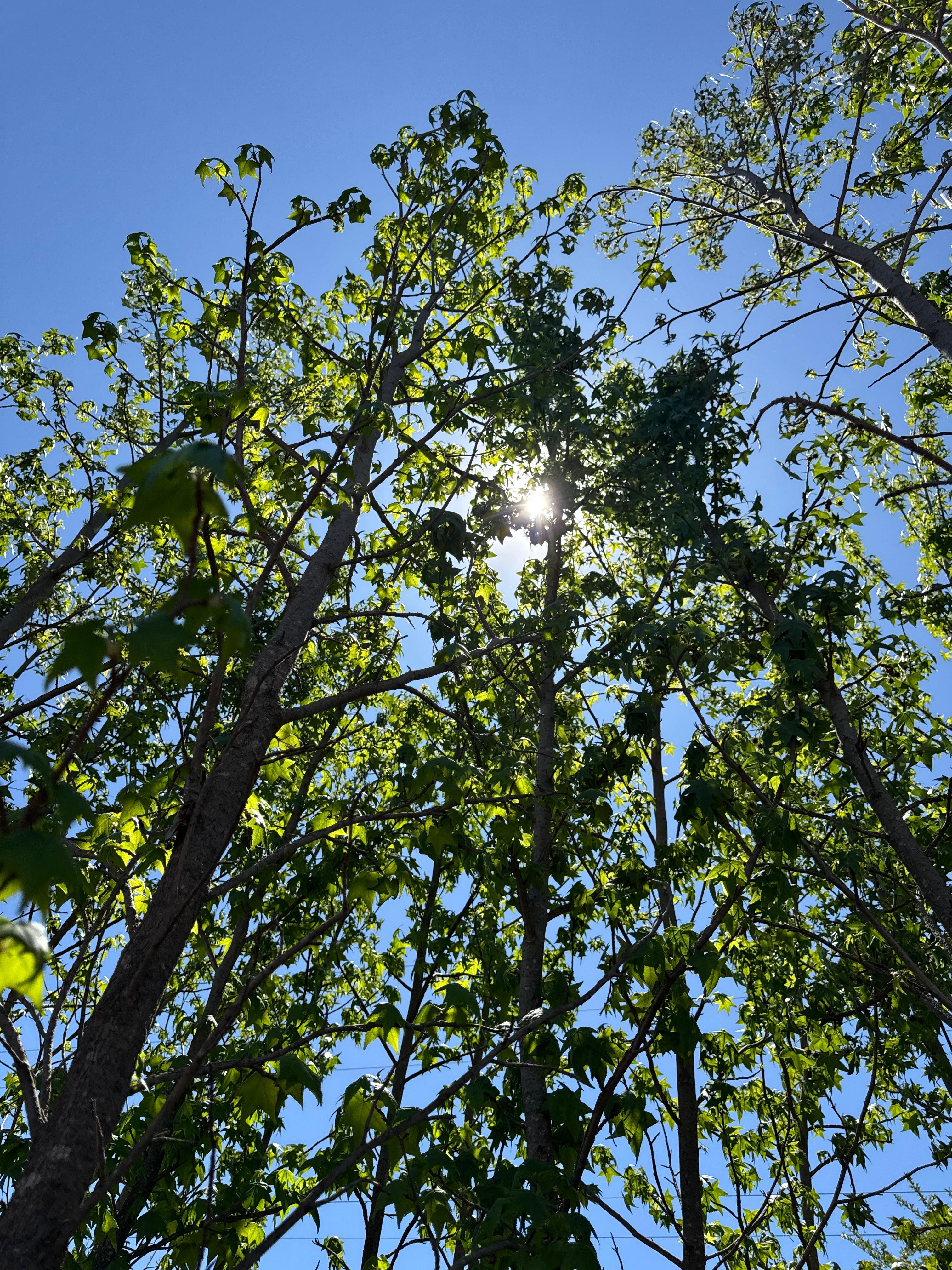 Liquidámbar (Grandes)