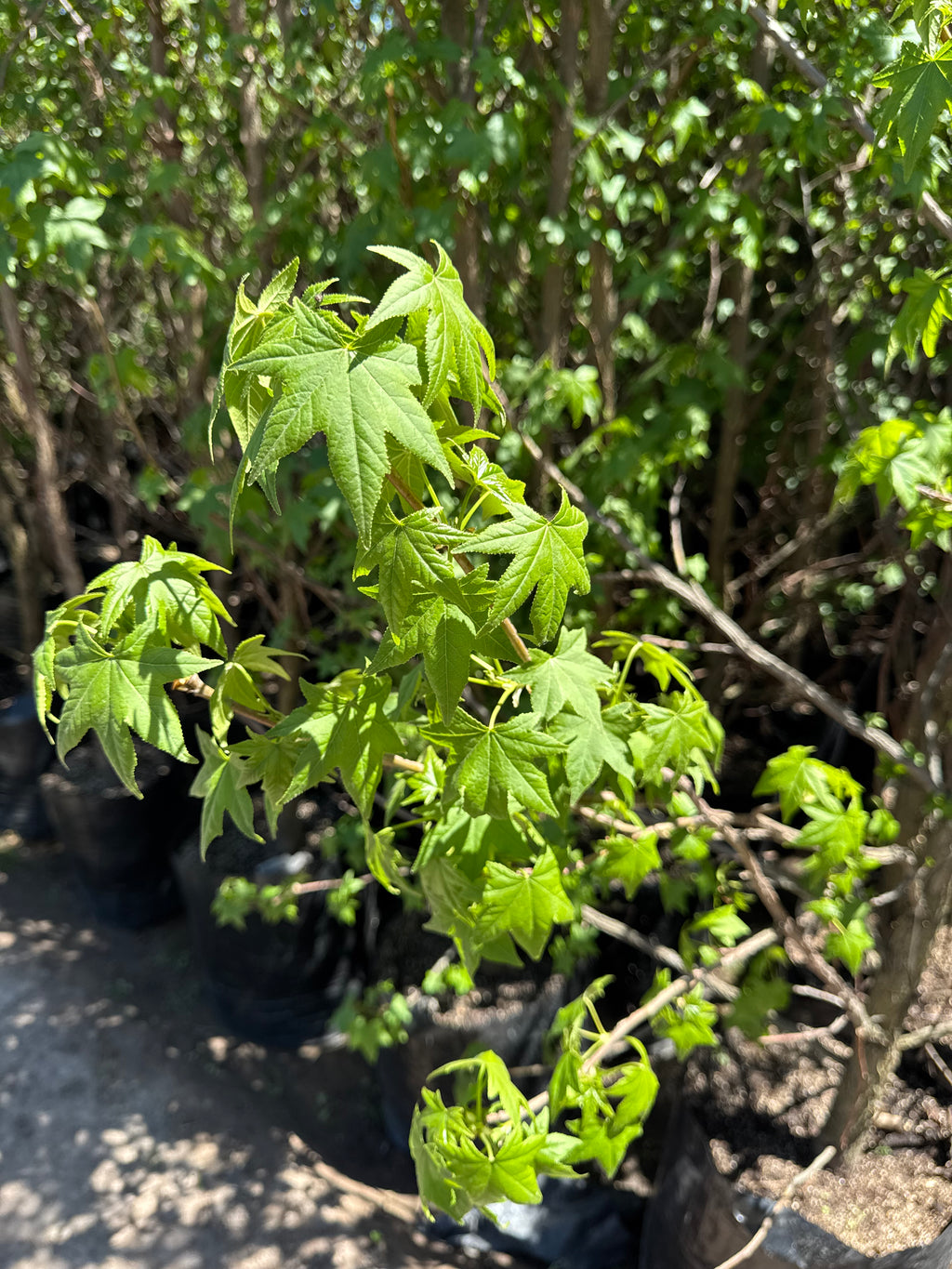 Liquidámbar (Mediano)