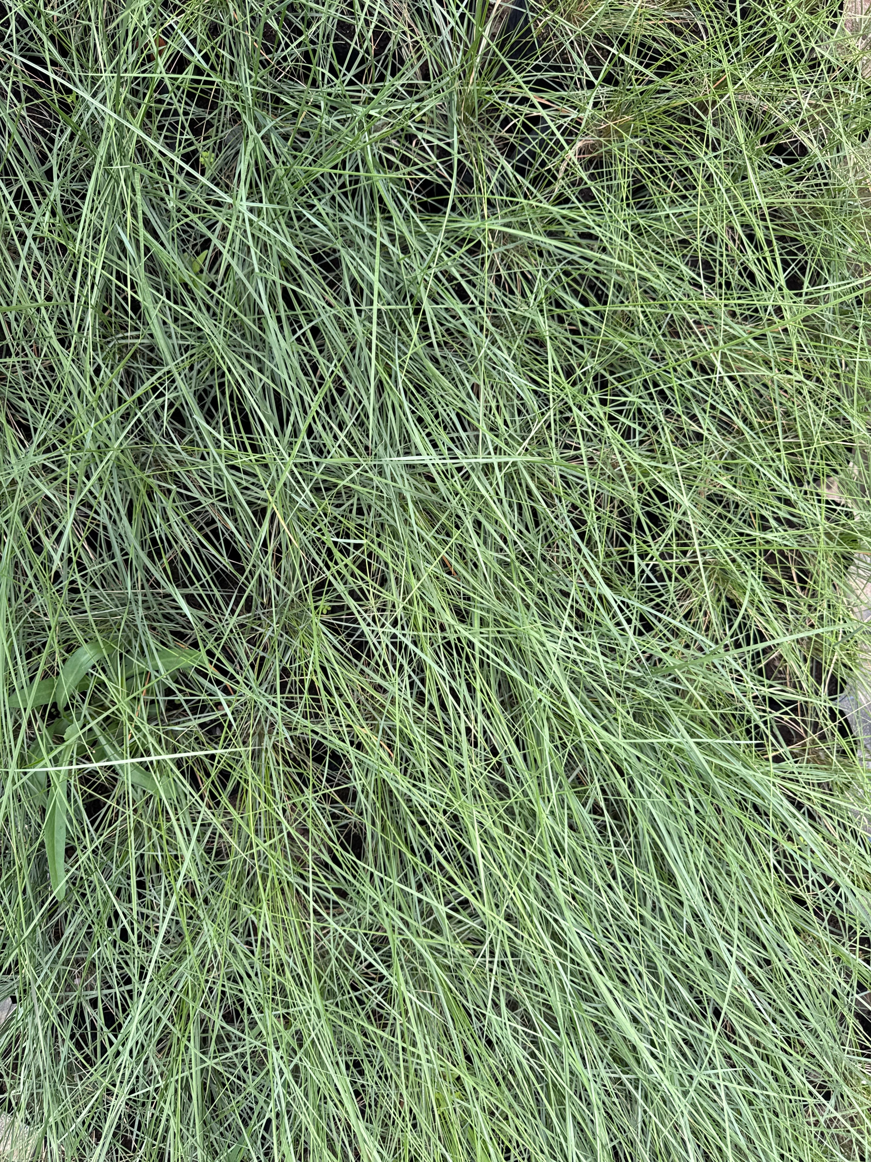 Muhlenbergia Capillaris