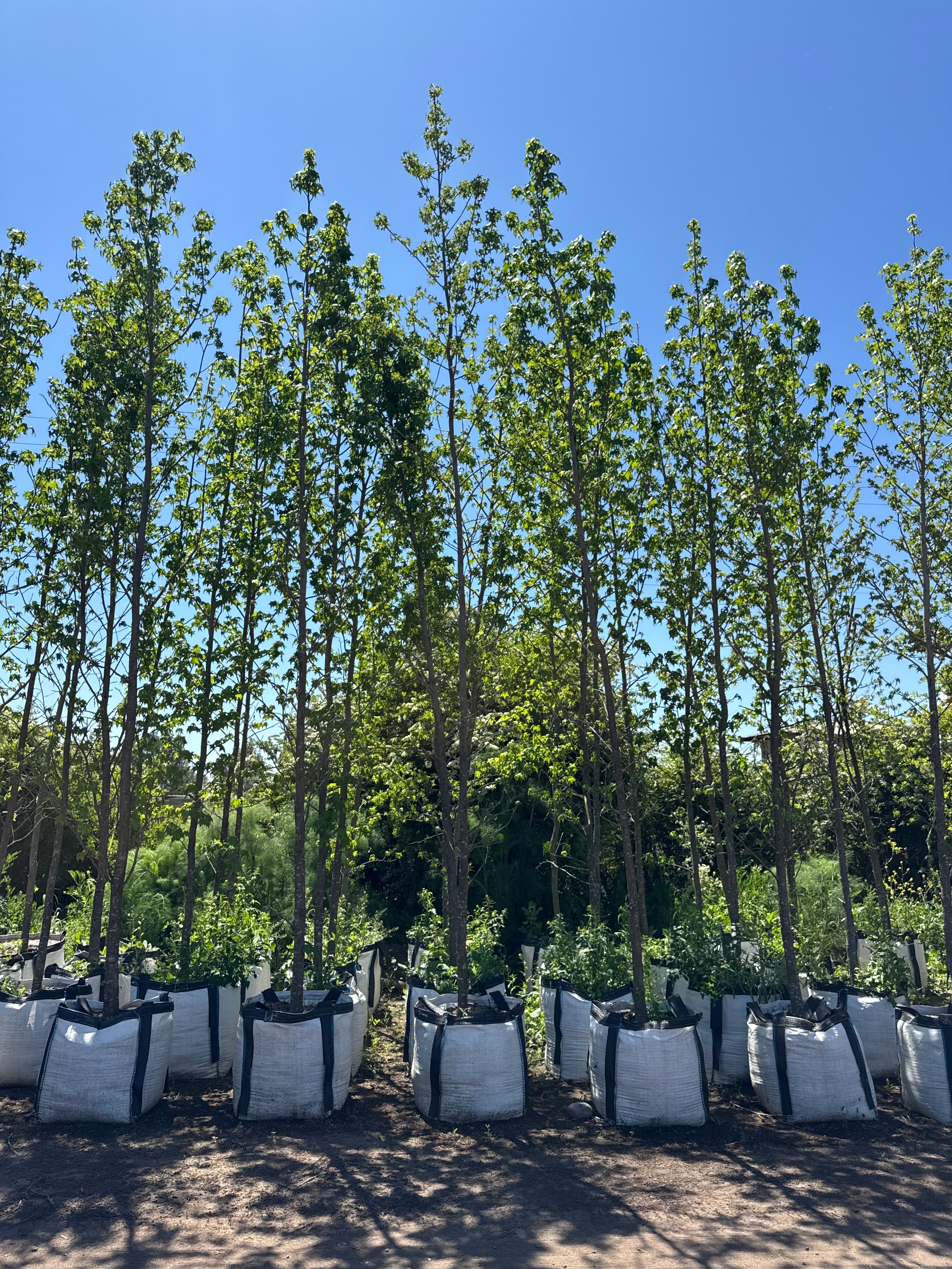 Liquidámbar (Grandes)