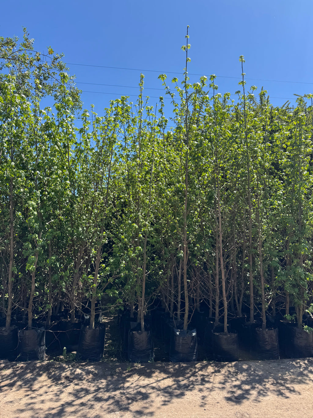 Liquidámbar (Mediano)