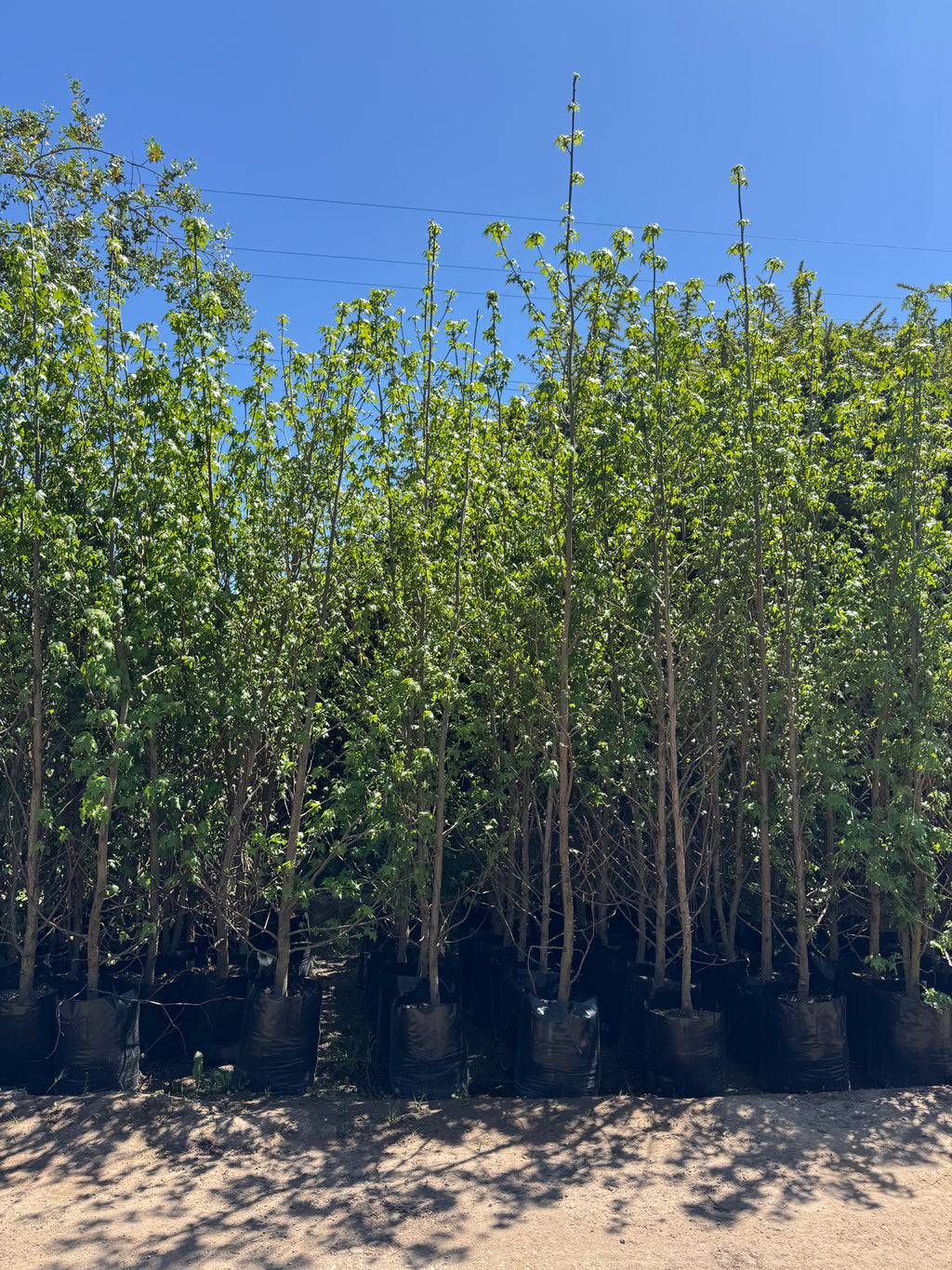 Liquidámbar (Mediano)