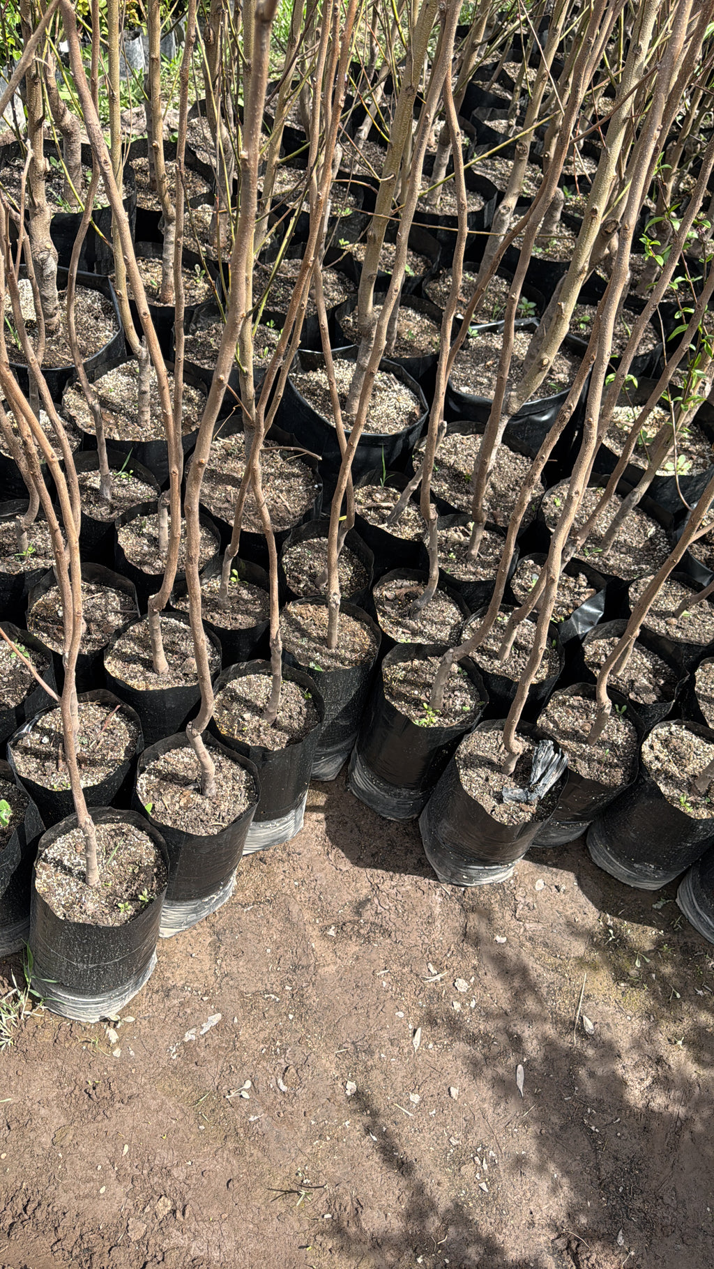 Mancaqui Arbol Frutal