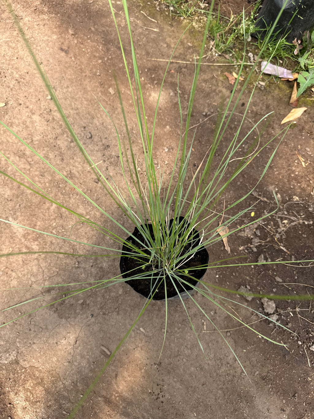 Muhlenbergia Capillaris