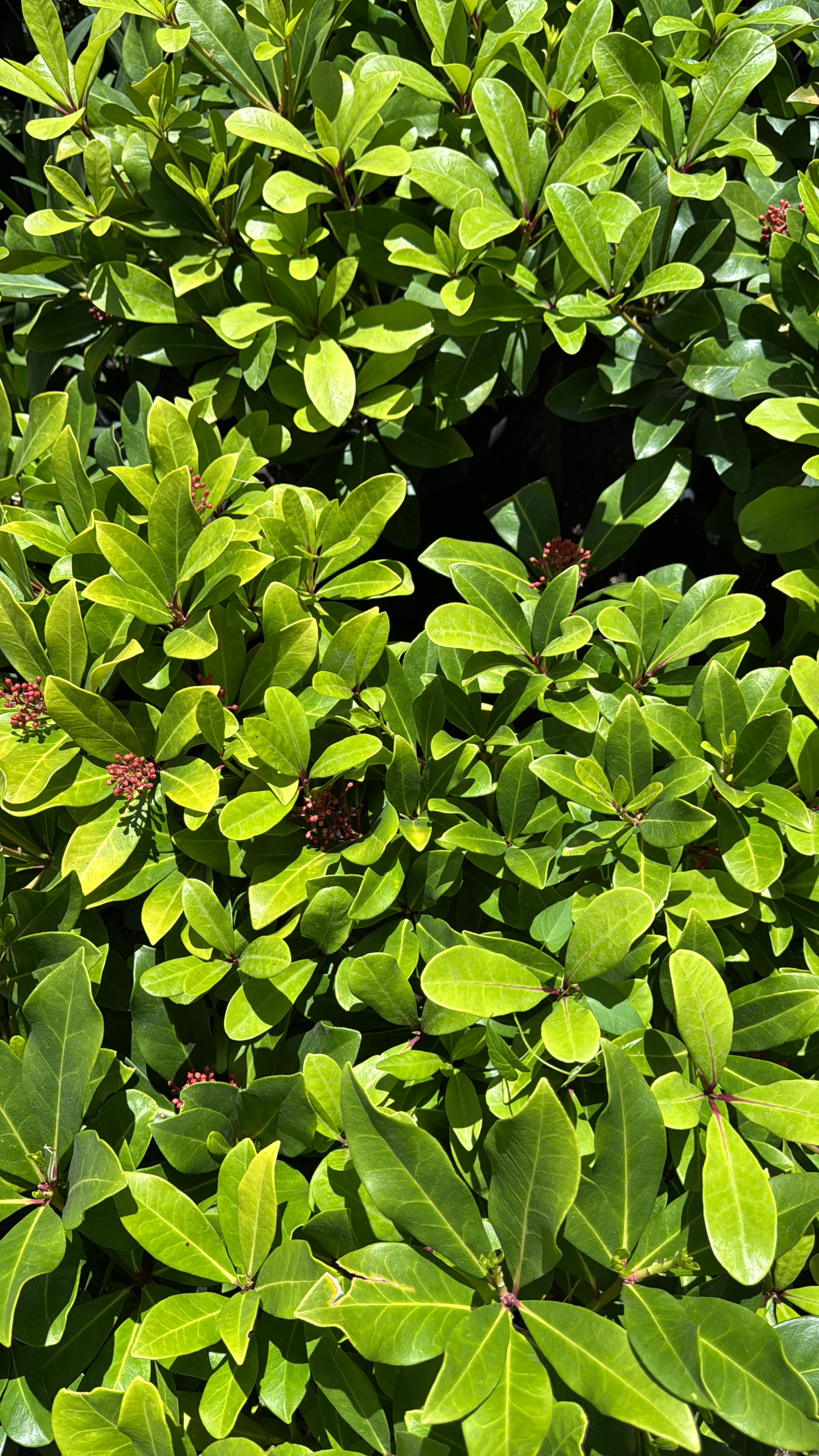 Skimmia Japonica