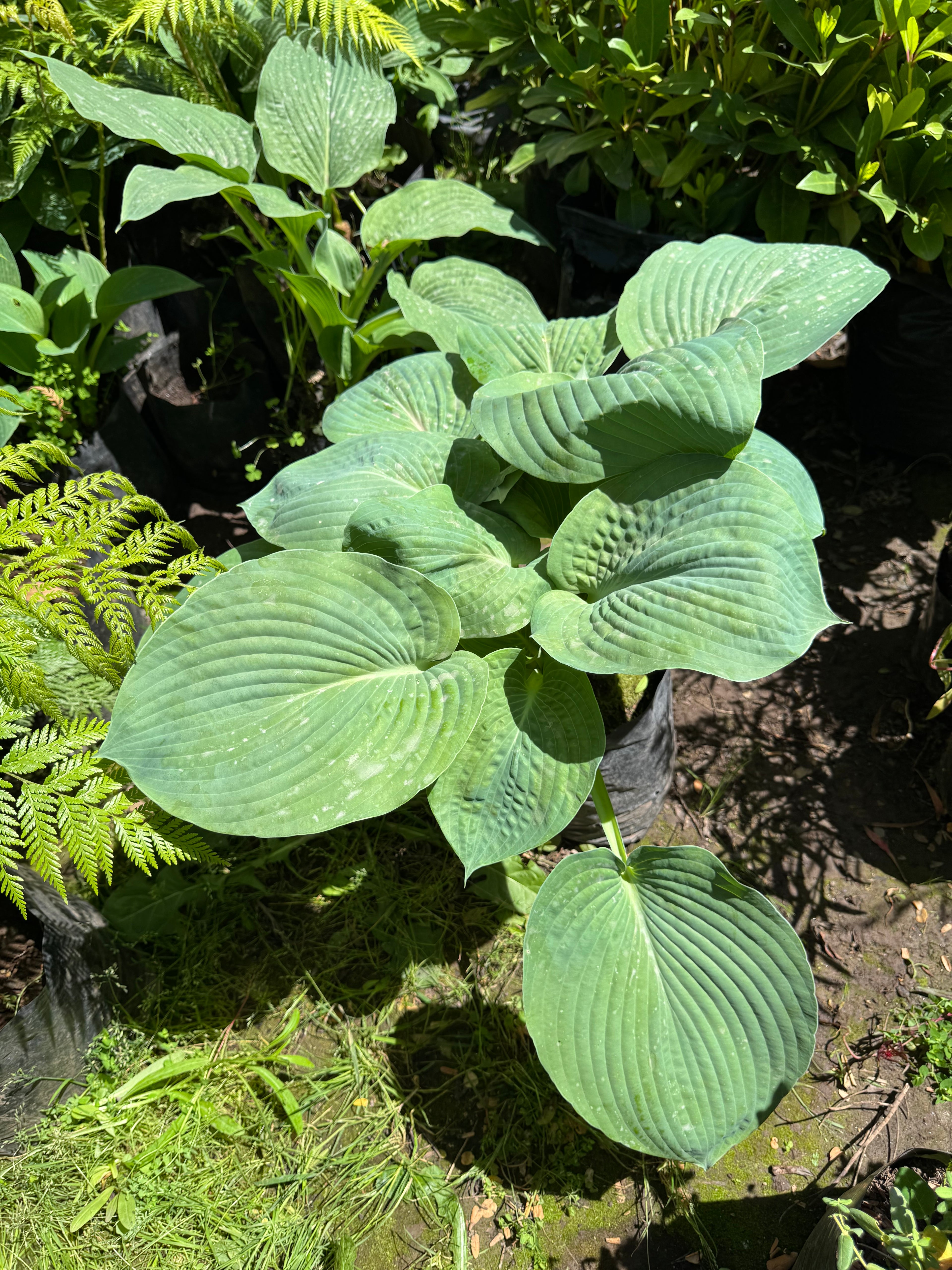 Hosta