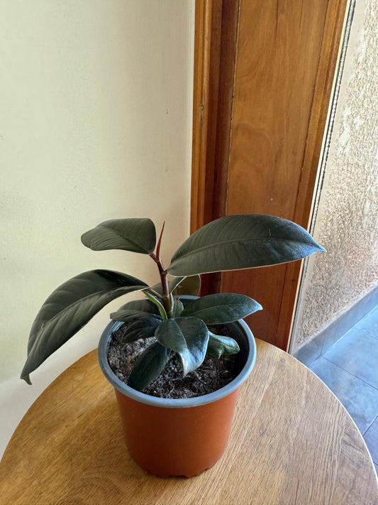 Ficus Gomero