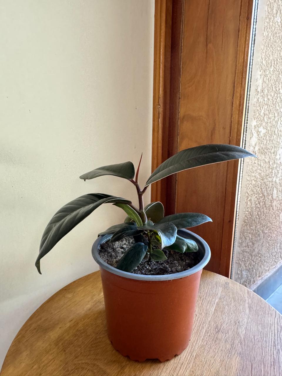 Ficus Gomero