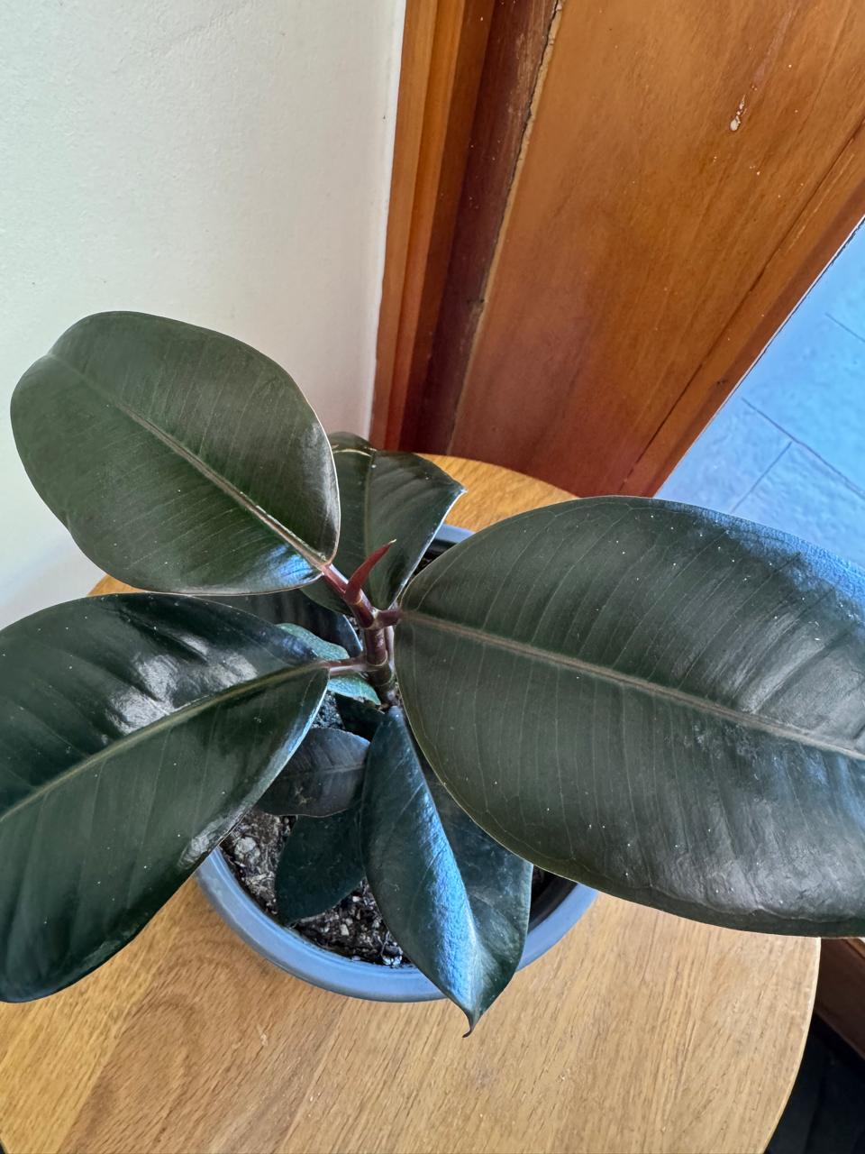 Ficus Gomero