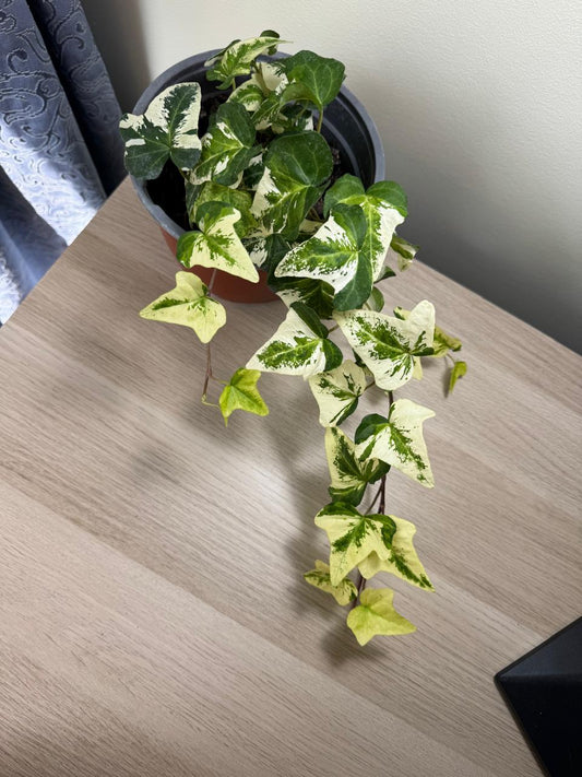Hiedra Hibrida Variagada