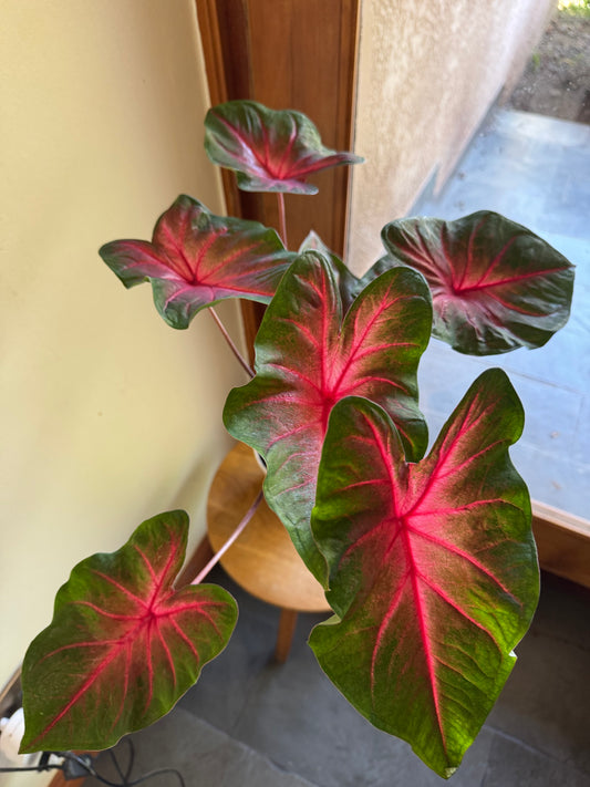 Caladium