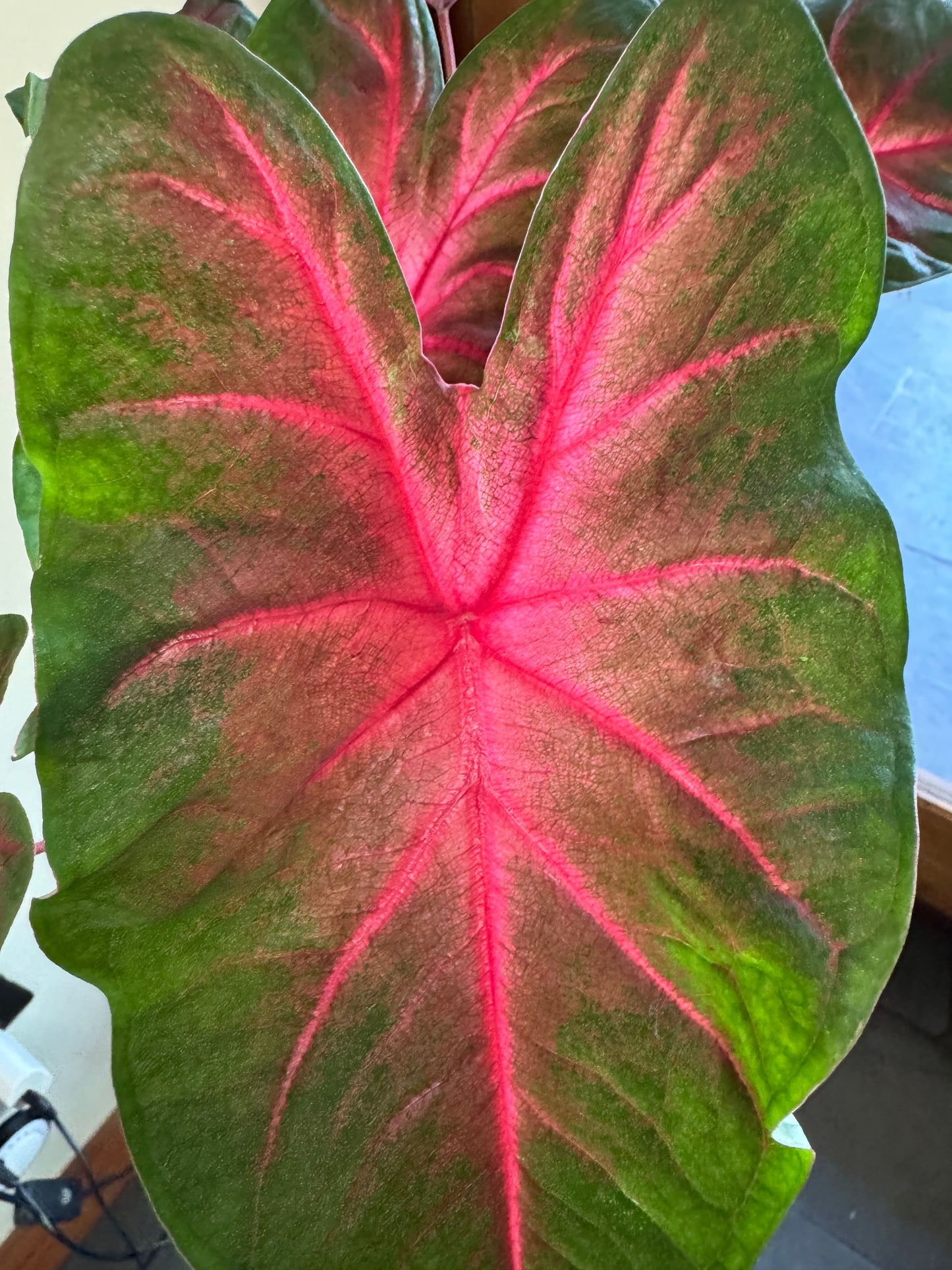 Caladium