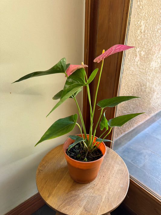 Anthurium andraeanum