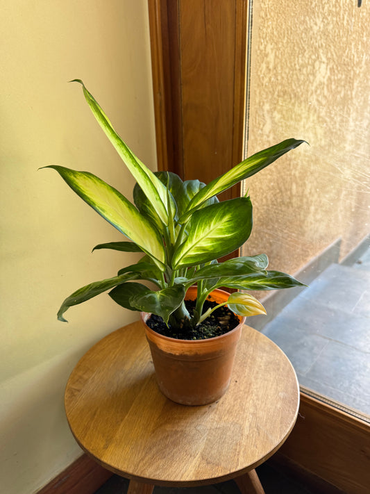 Dieffenbachia