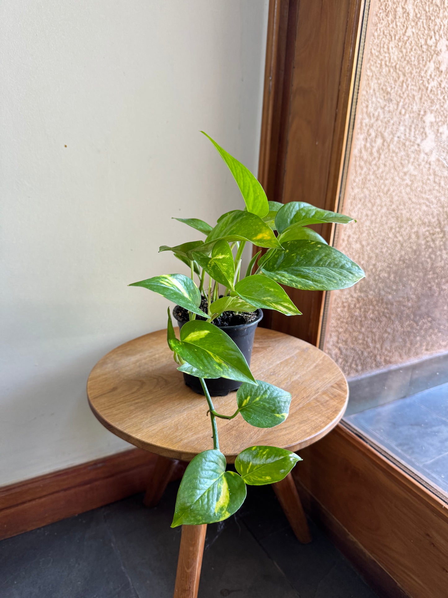Scindapsus