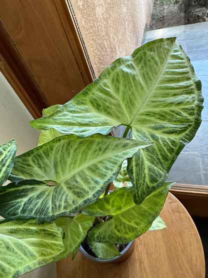 Syngonium podophyllum