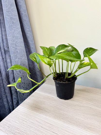 Scindapsus