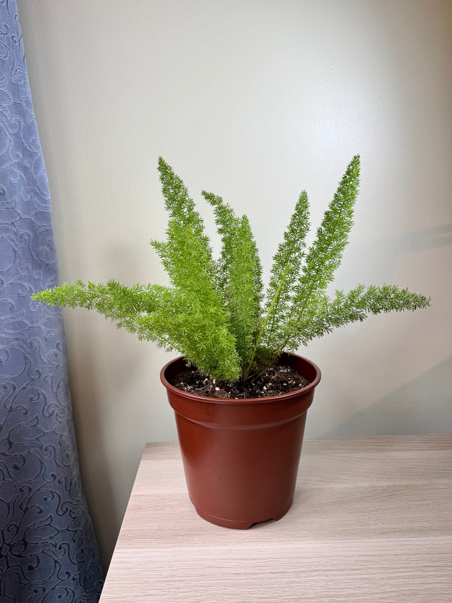 Asparagus densiflorus