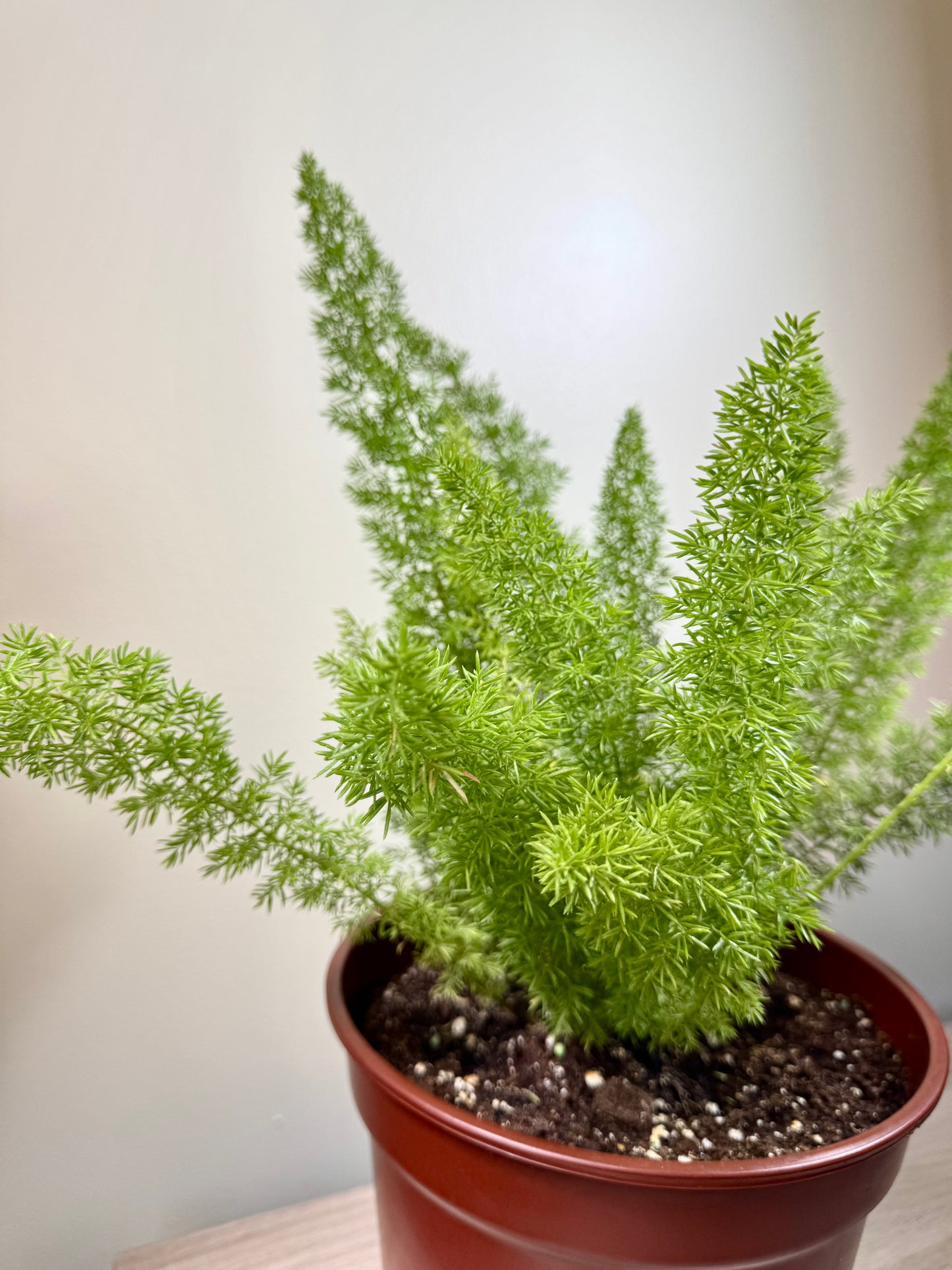 Asparagus densiflorus