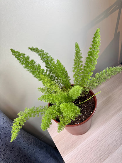 Asparagus densiflorus