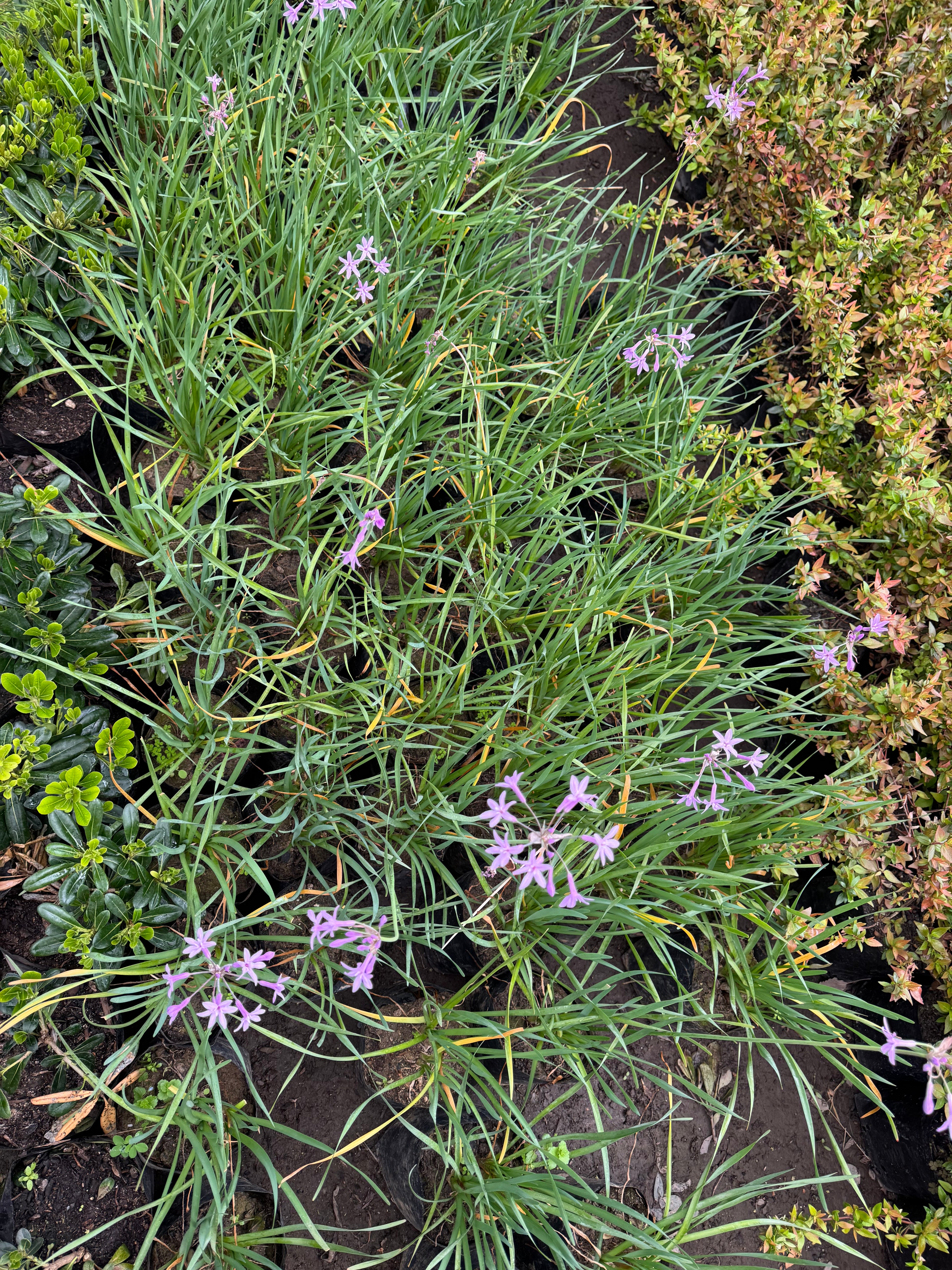 Tulbaghia