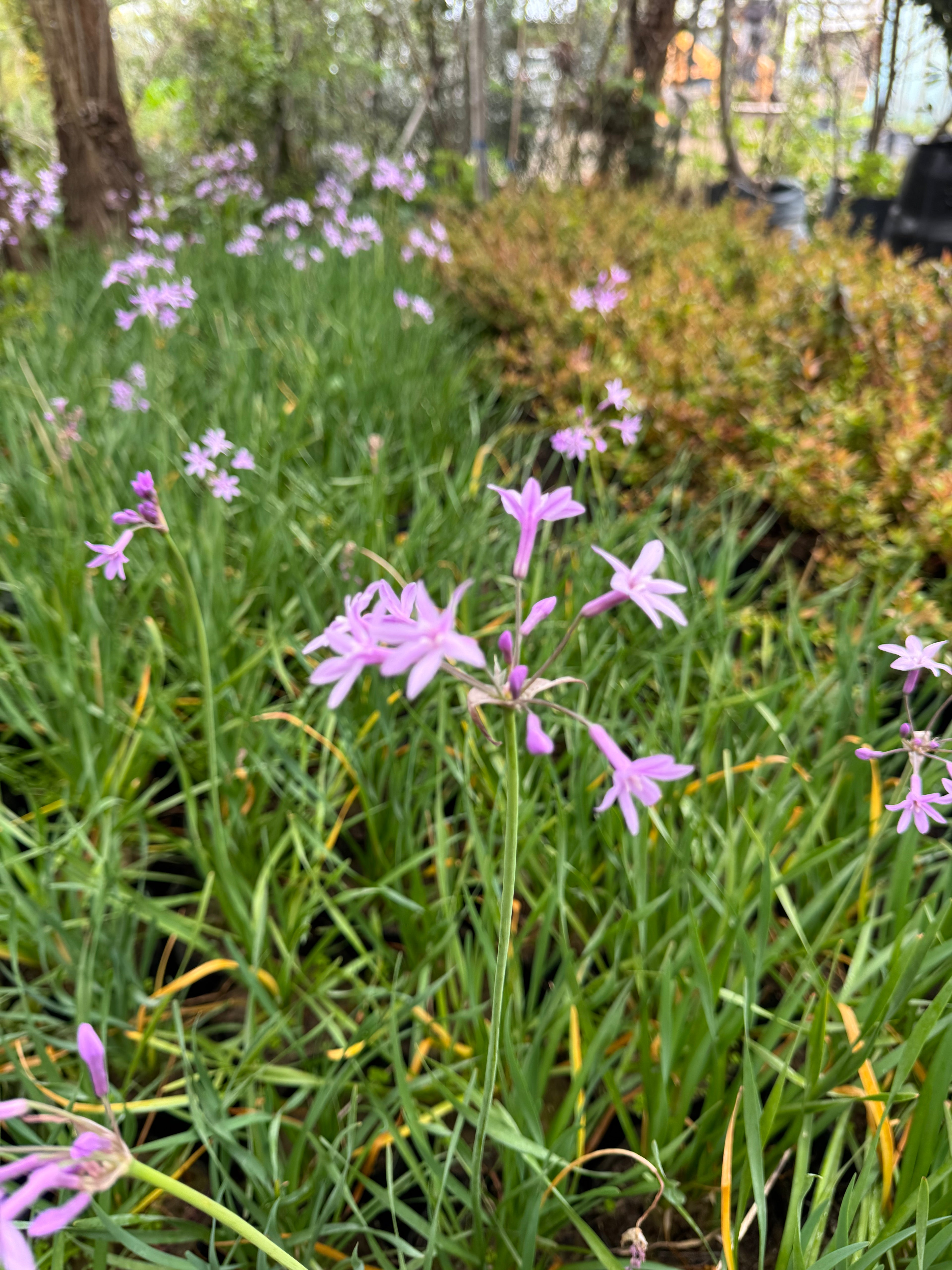 Tulbaghia