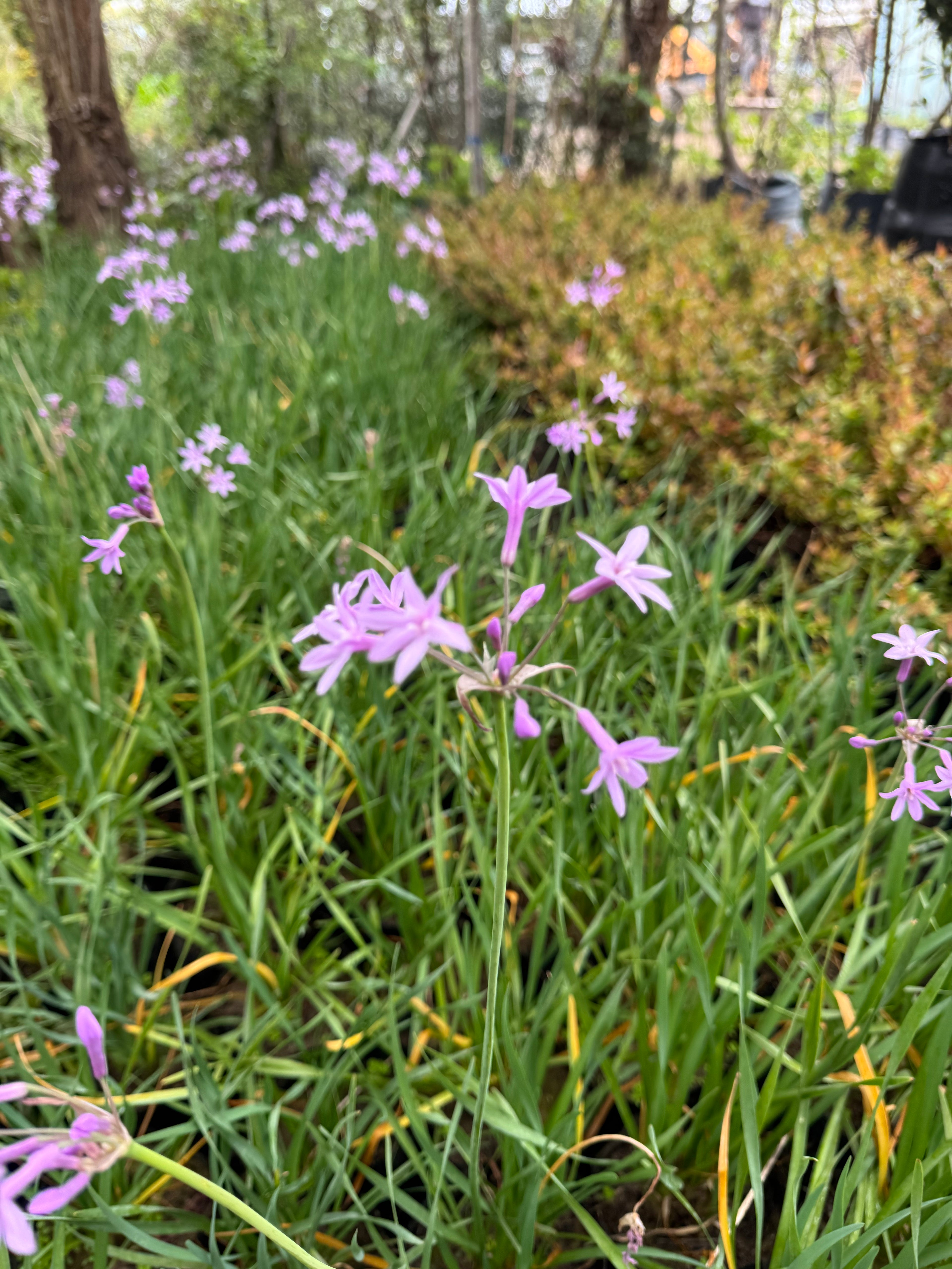 Tulbaghia