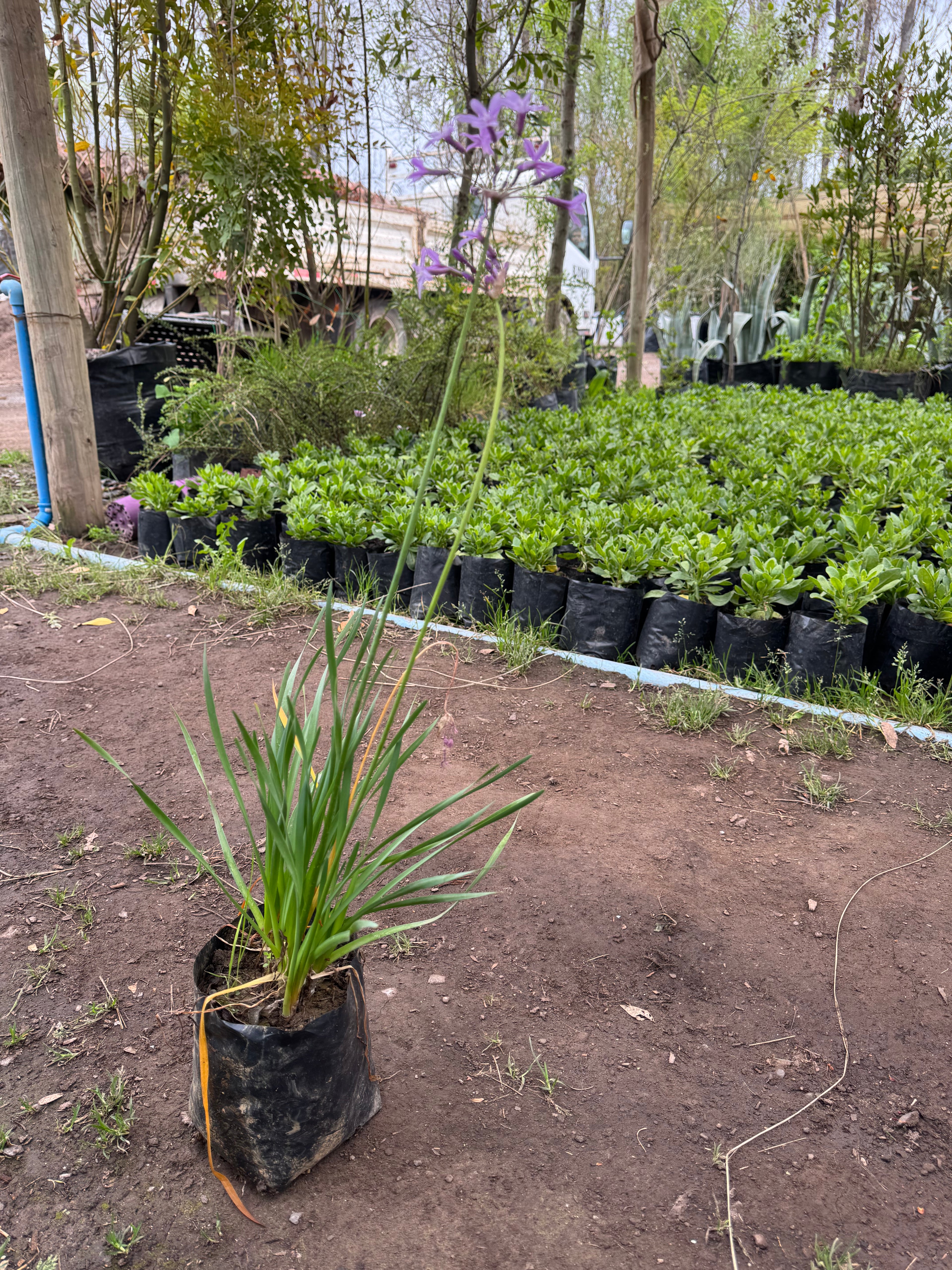 Tulbaghia