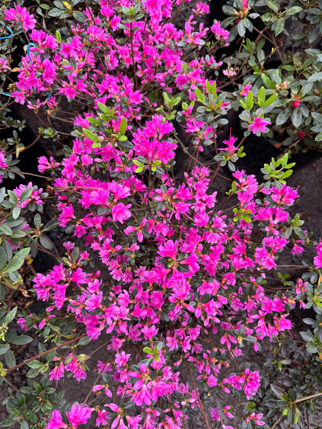 Rhododendron (Azalea)