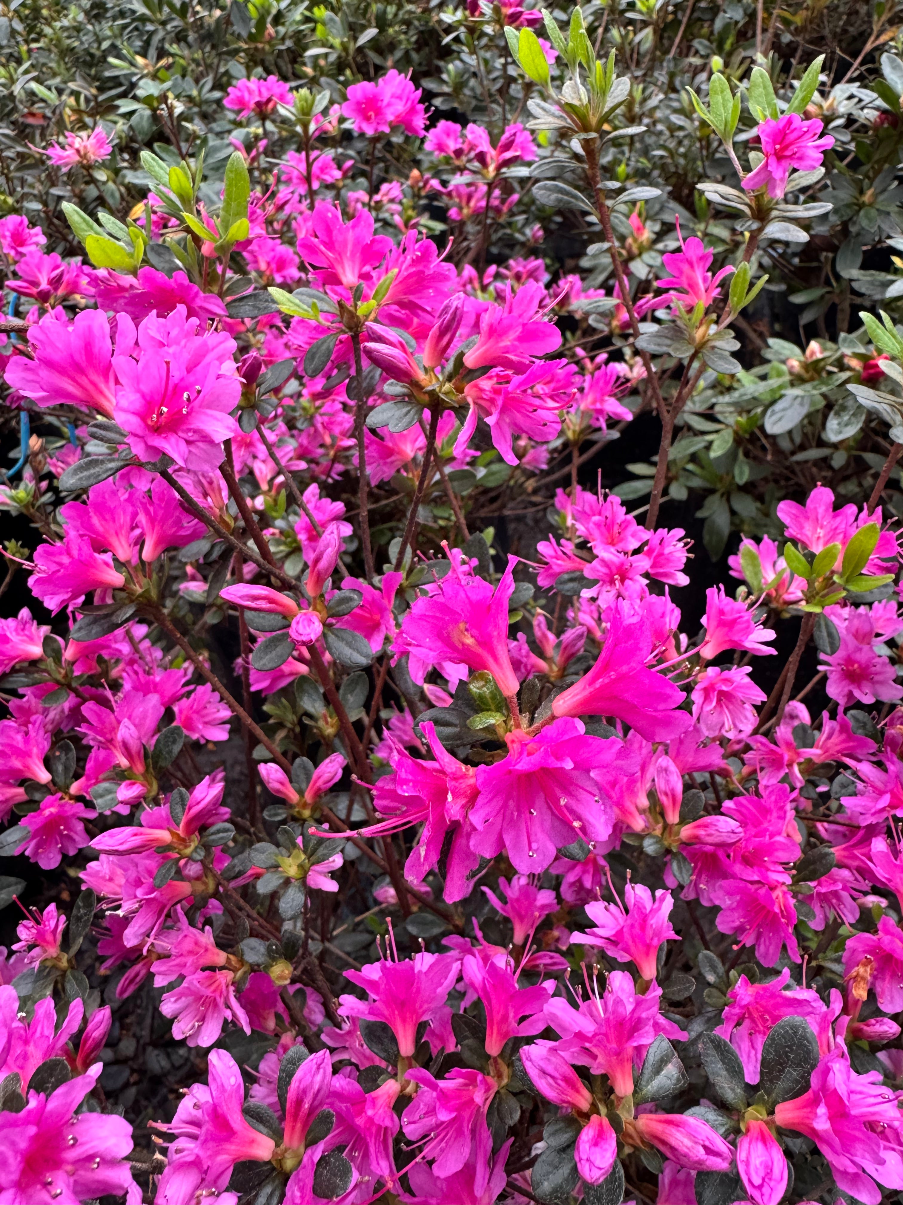 Rhododendron (Azalea)