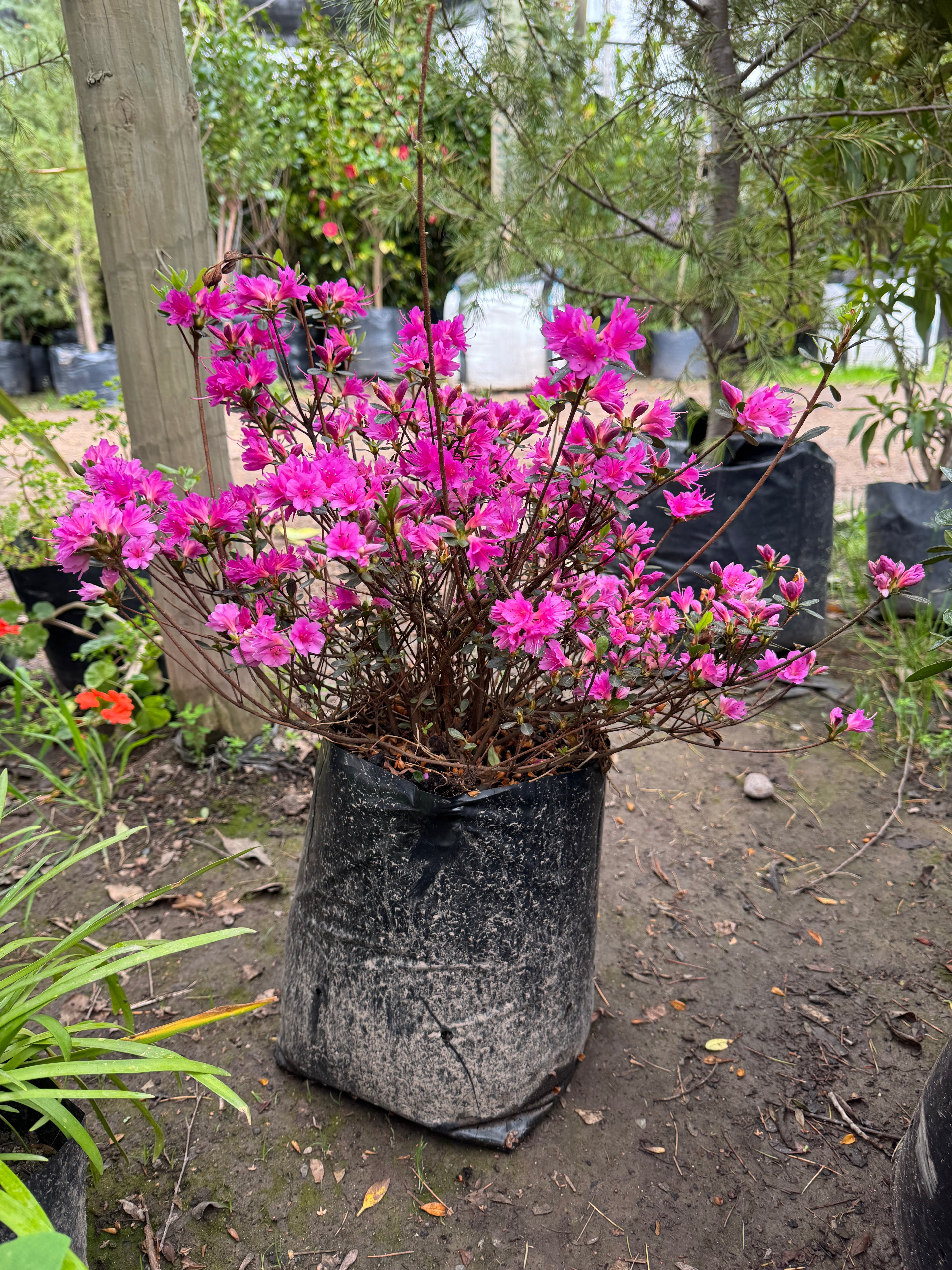Rhododendron (Azalea)