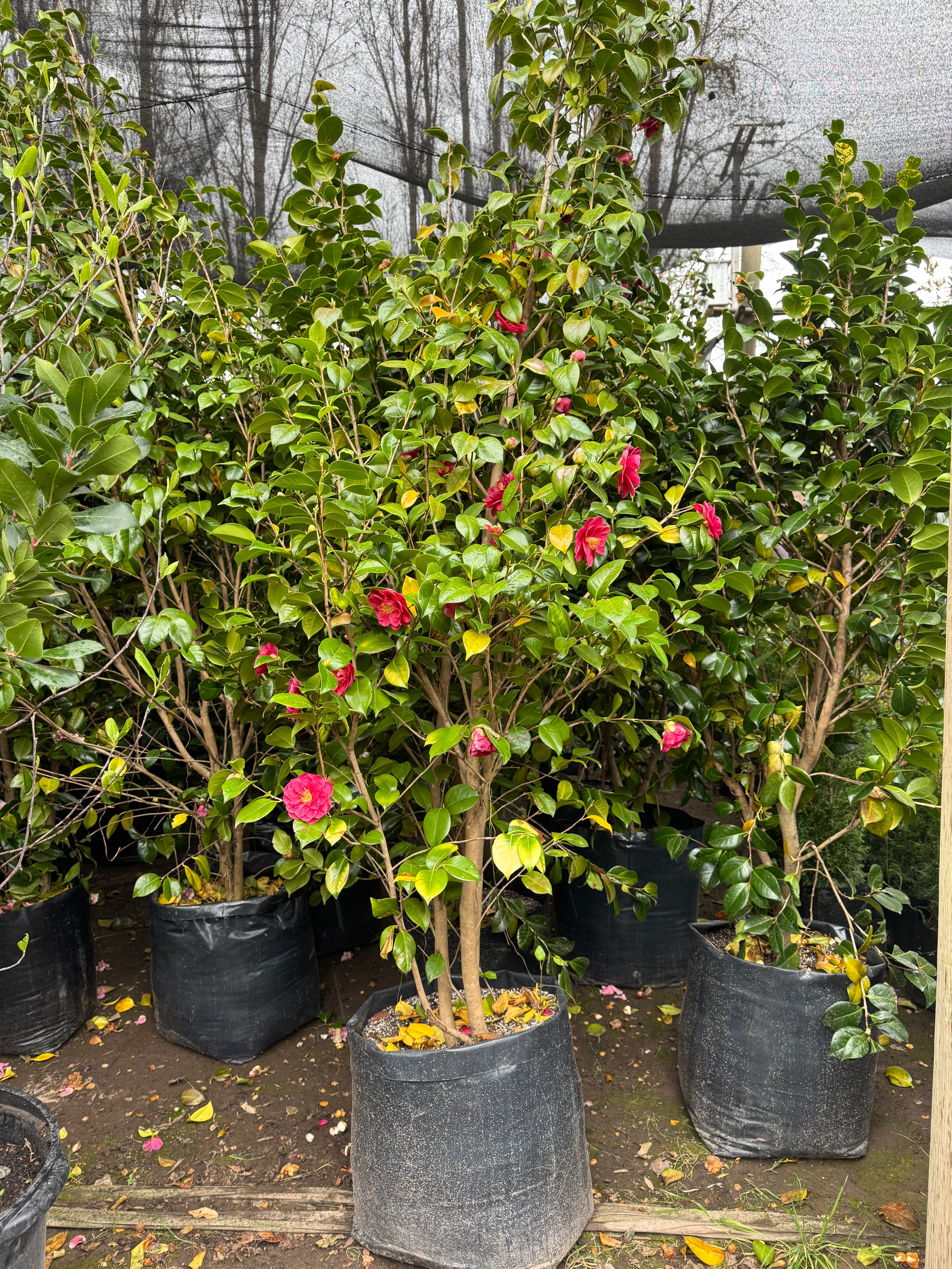 Camelia japonesa
