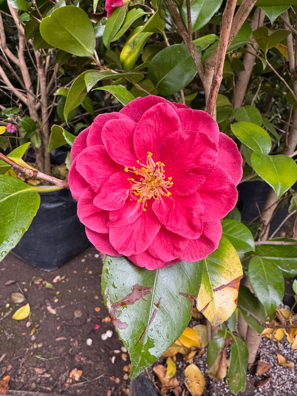 Camelia japonesa