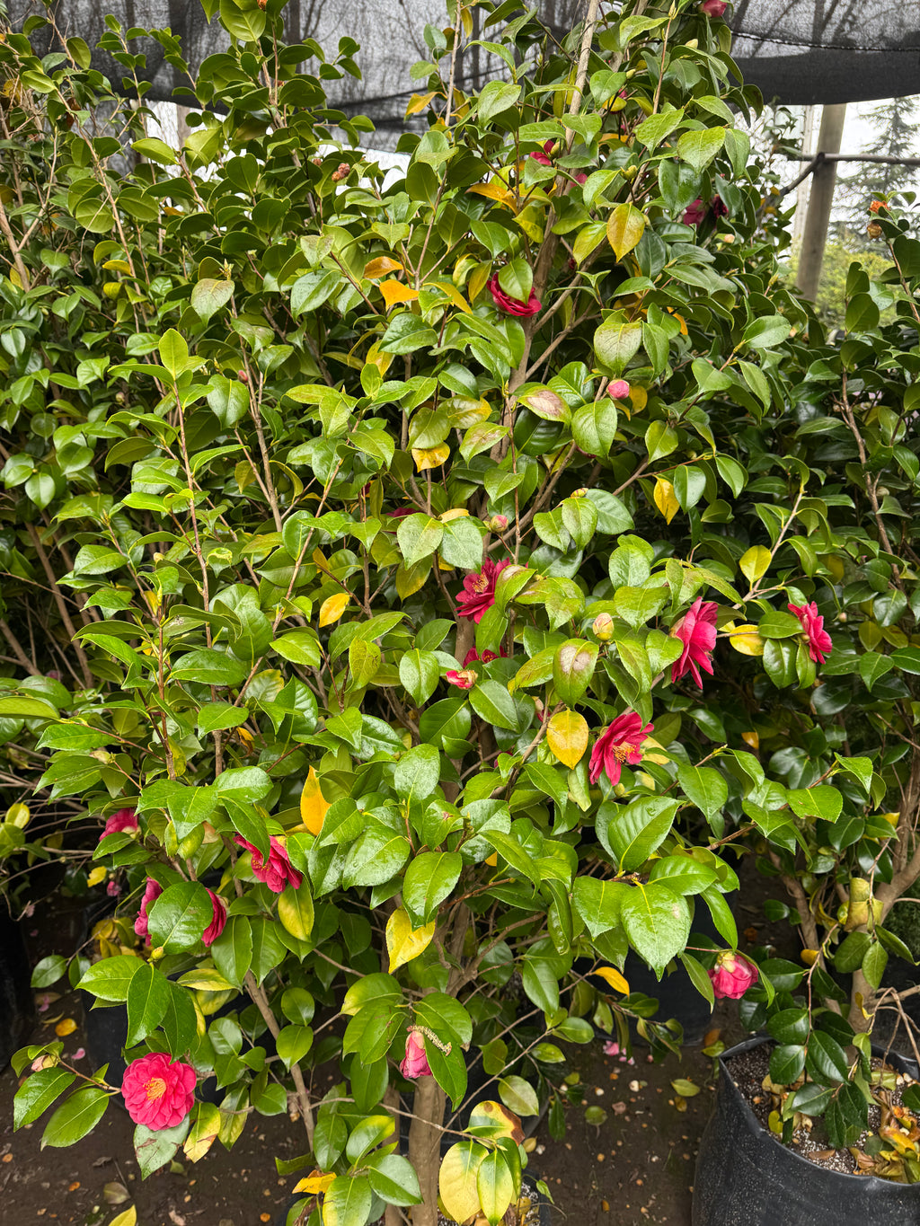 Camelia japonesa