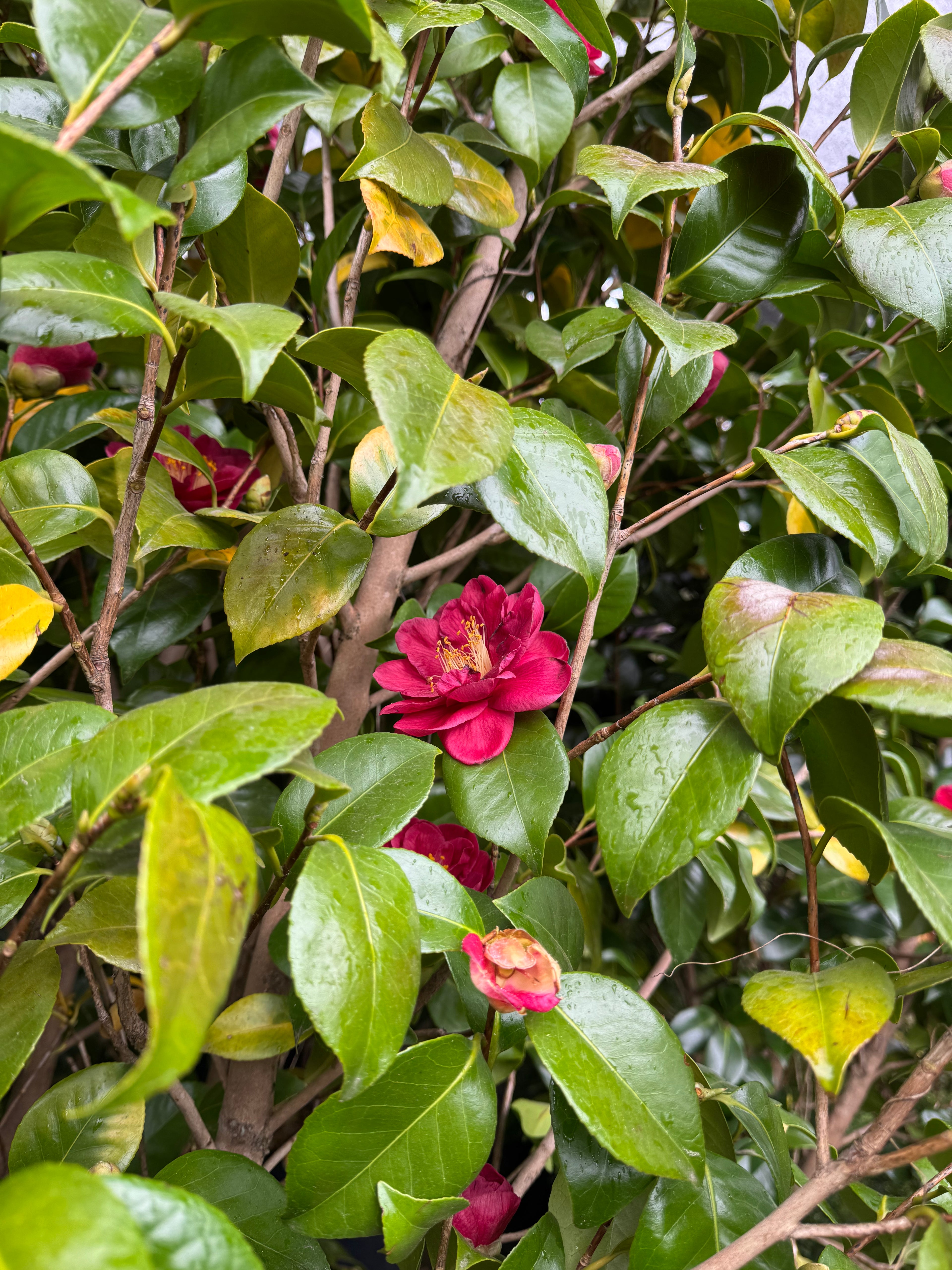 Camelia japonesa