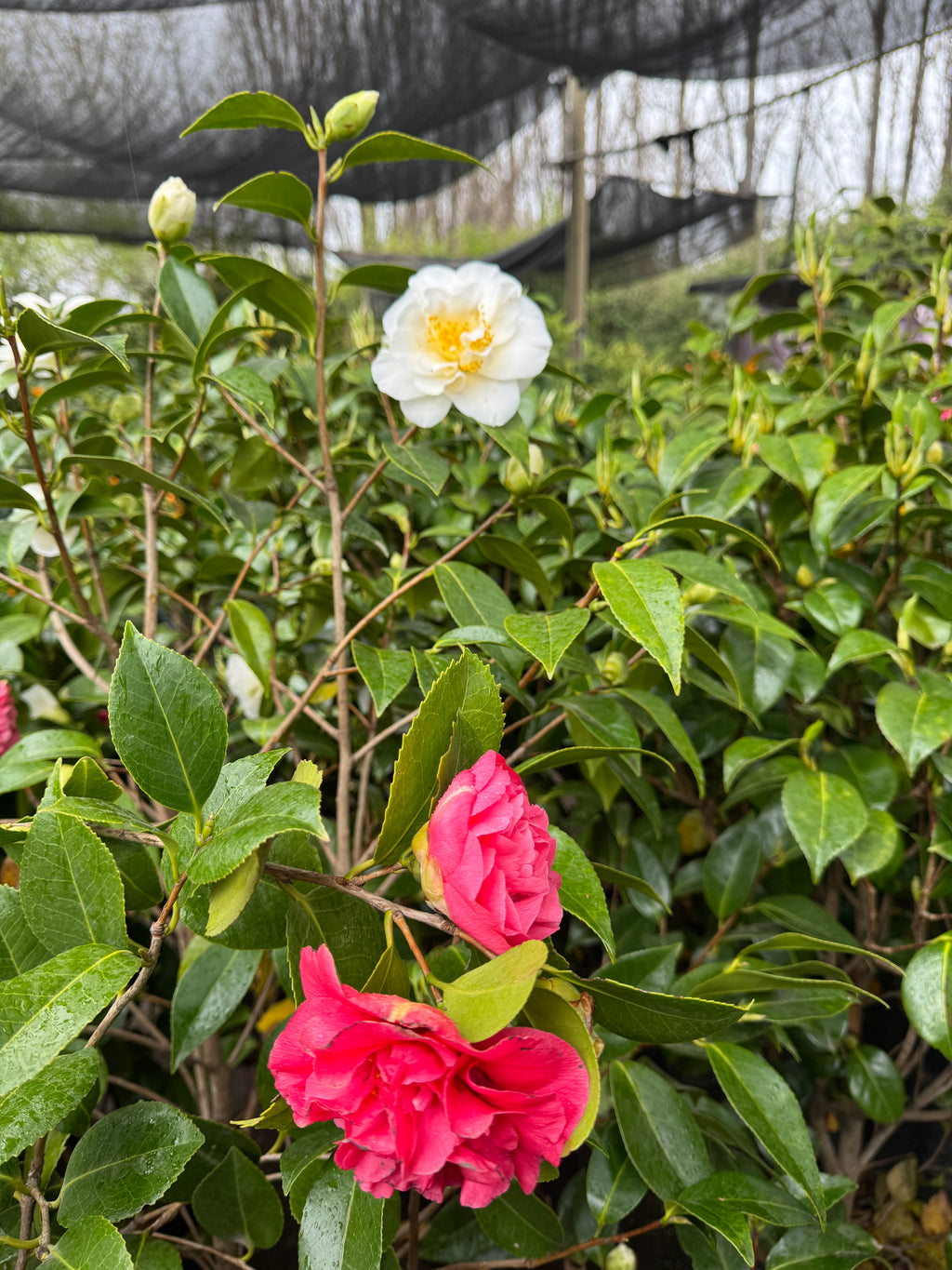 Camelia japonesa