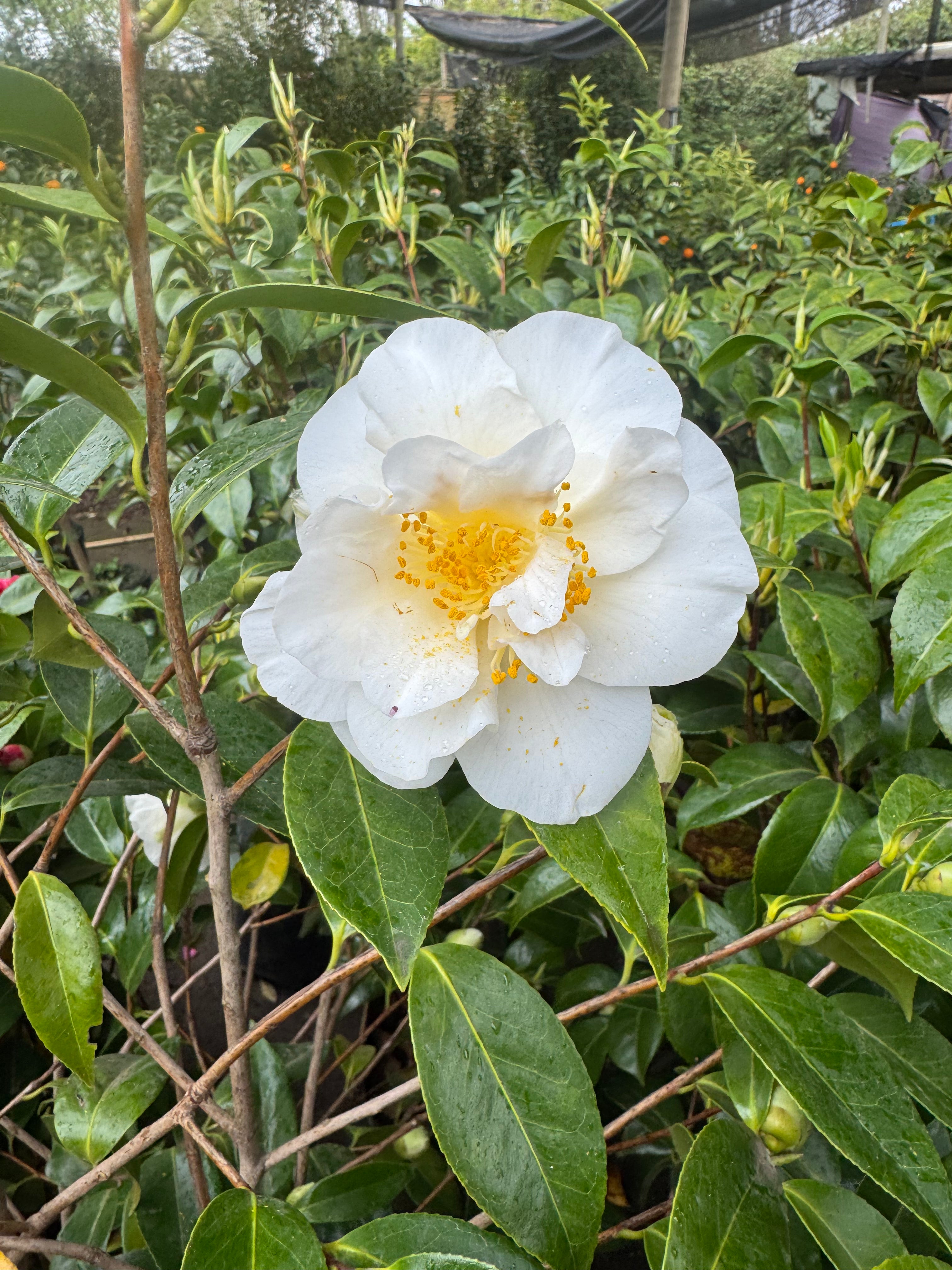 Camelia japonesa
