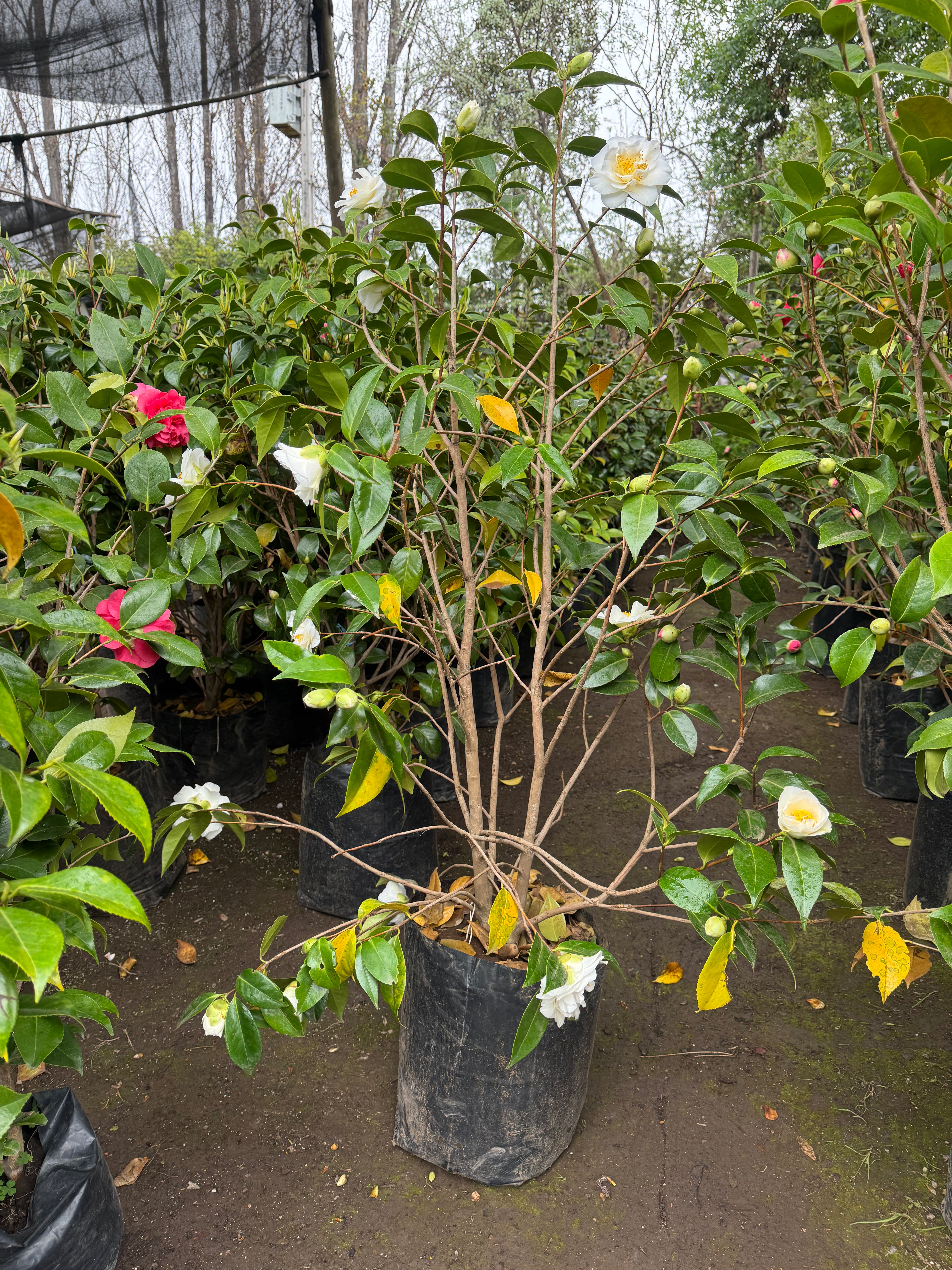 Camelia japonesa