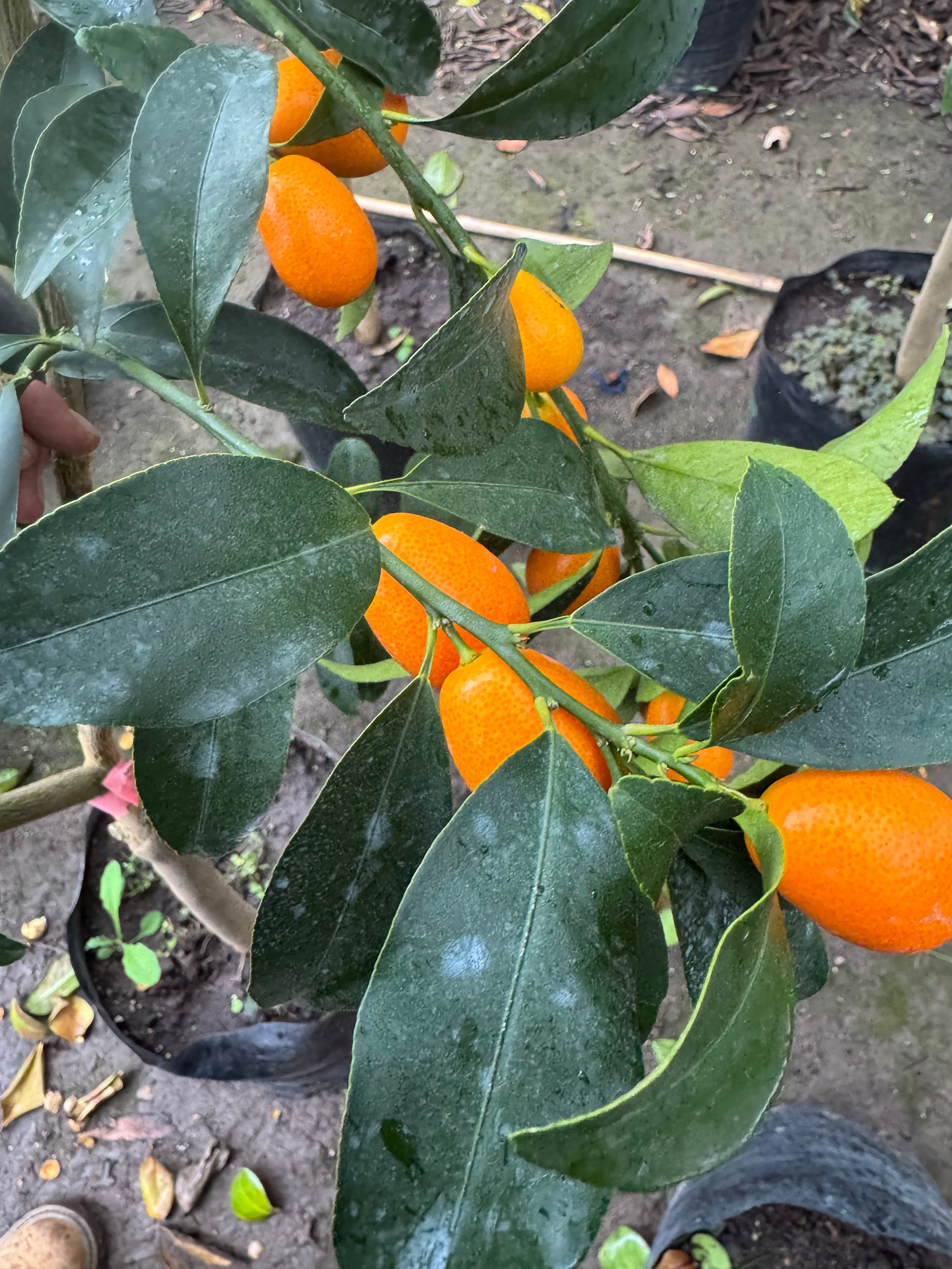 Kumquat (Naranjo chino)