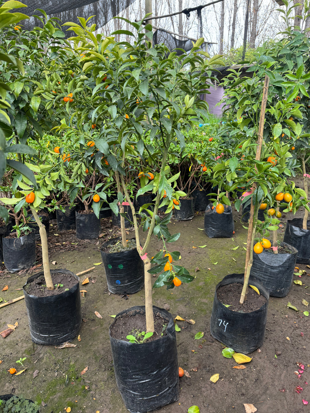 Kumquat (Naranjo chino)