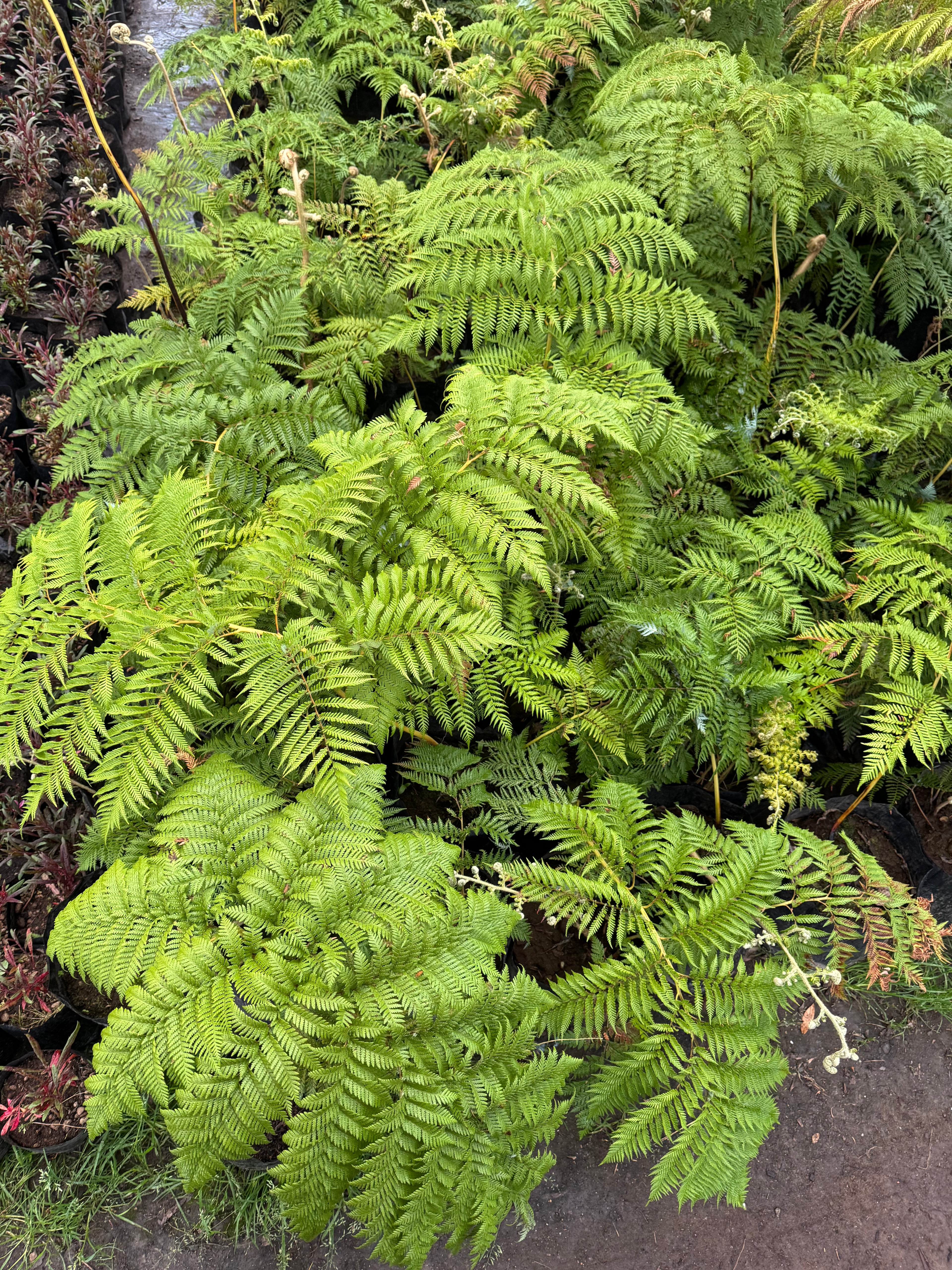 Helecho Paraguas (Grande)