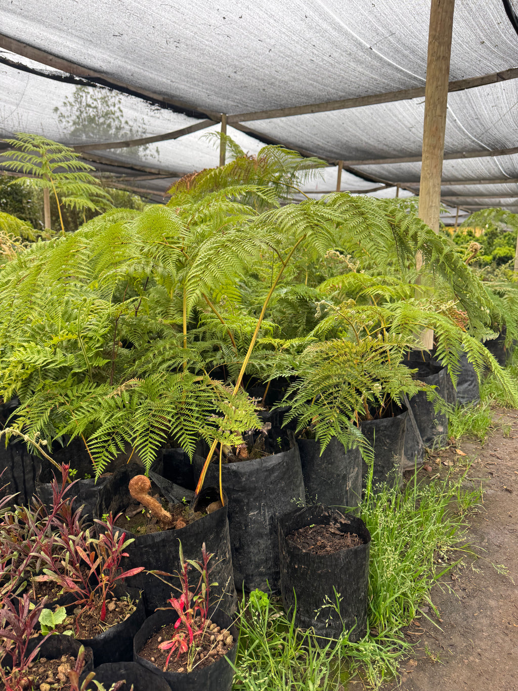 Helecho Paraguas (Grande)