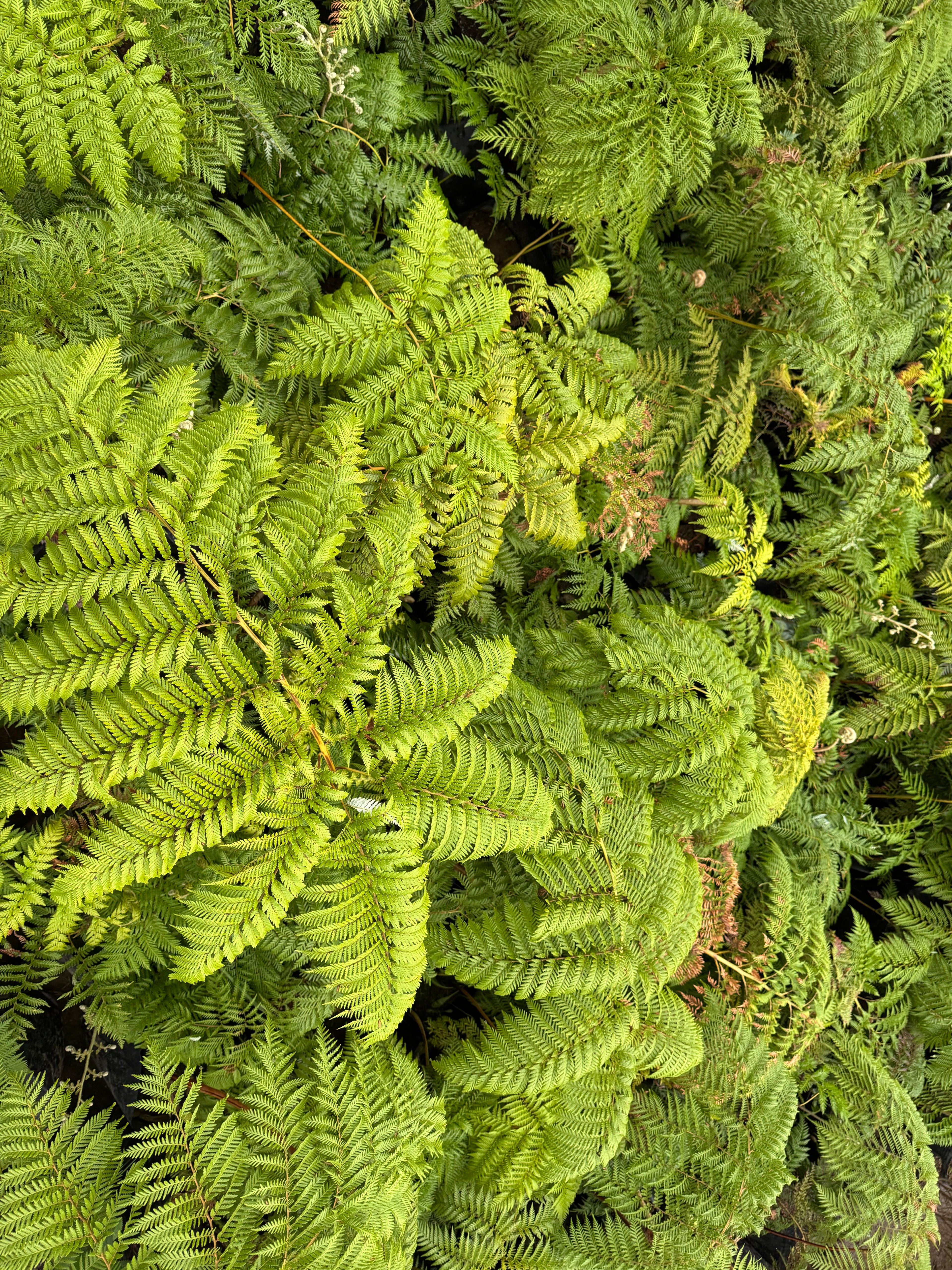 Helecho Paraguas (Grande)