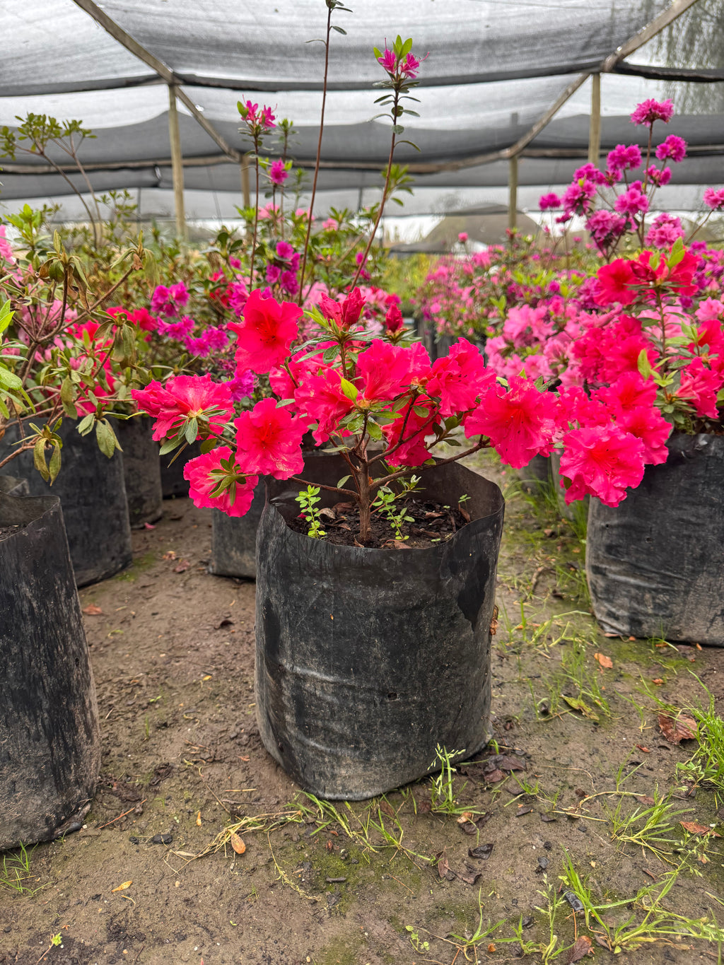 Rhododendron (Azalea)